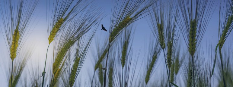 Scottish Chamber Orchestra - The Lark Ascending