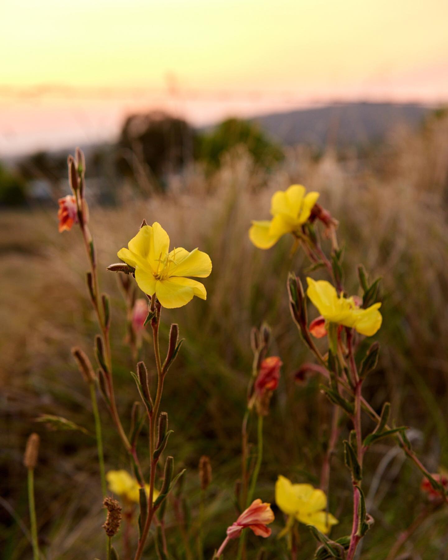 Wishing everyone a lovely weekend! Hope to see you in Tenterfield soon 🤍

#tenterfield #weekend #roadtrip #sunrise #sunset #camping #australia