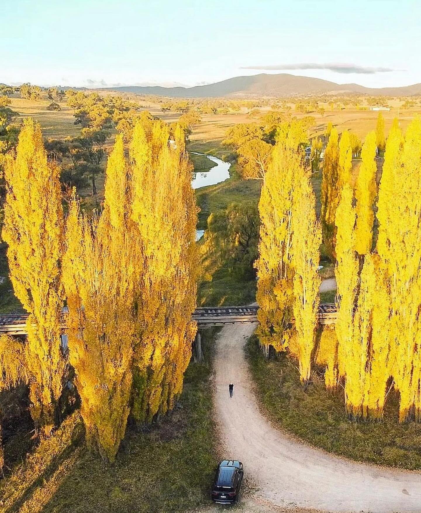 All beautiful Autumn roads lead to Tenterfield 🍁🍂

Whether you are driving to Tenterfield from the North, South, East or West you will find pockets of beautiful Autumn trees along the country roads in all the golden hues of yellow, reds, oranges an