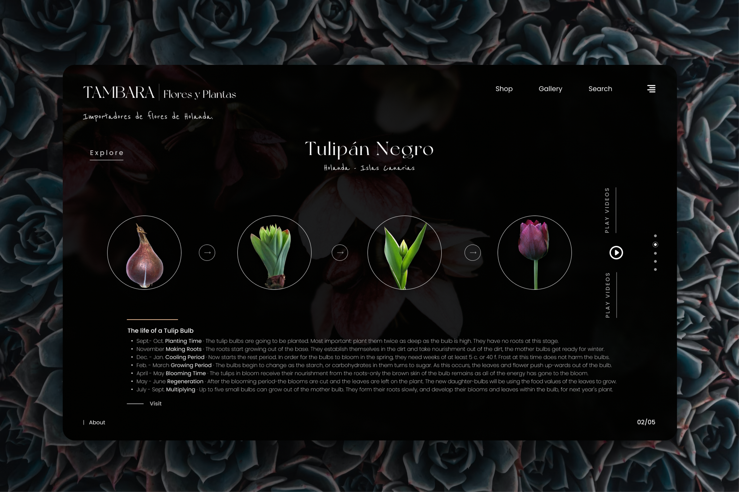 Tambara store web design section