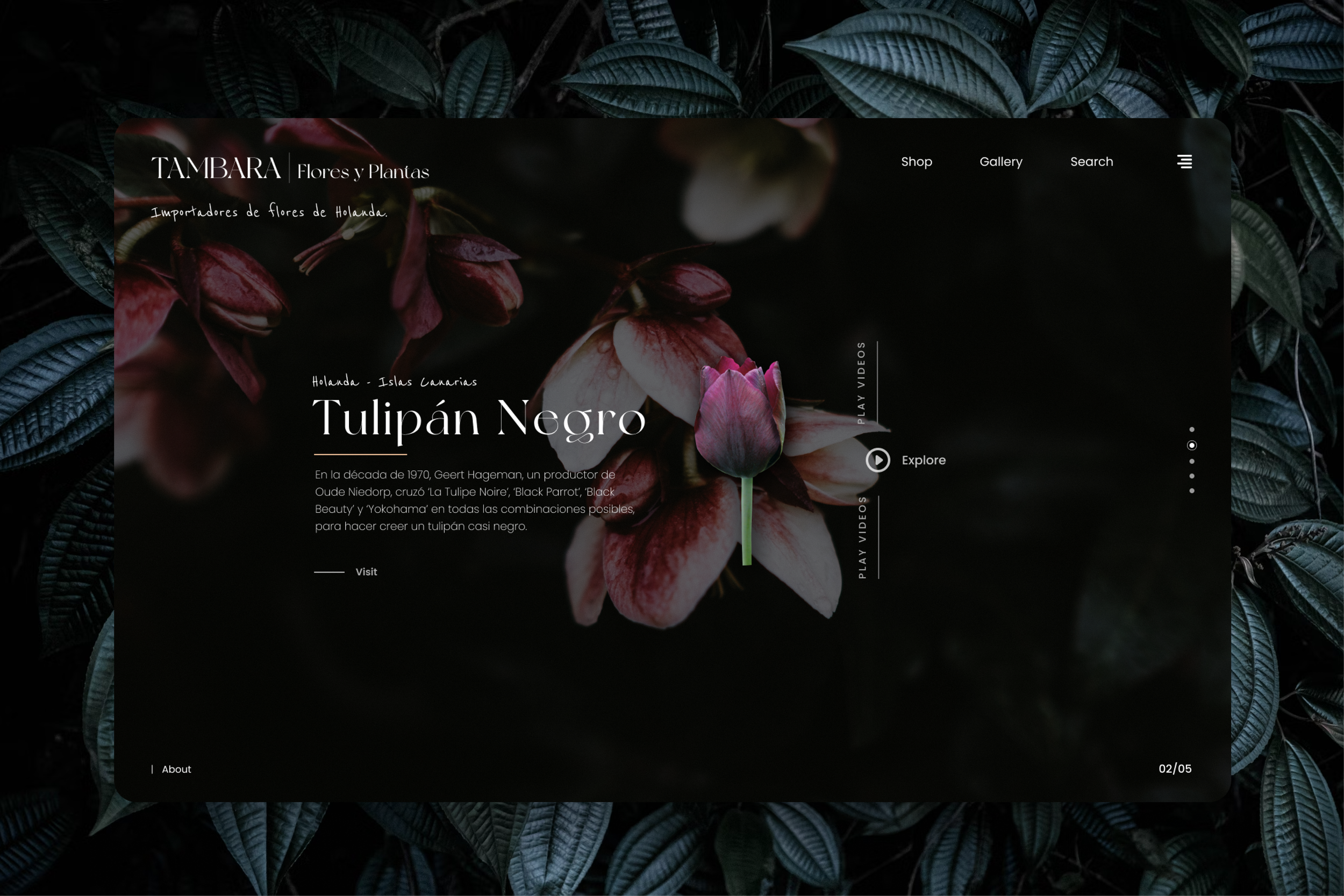 Tambara store web design homepage
