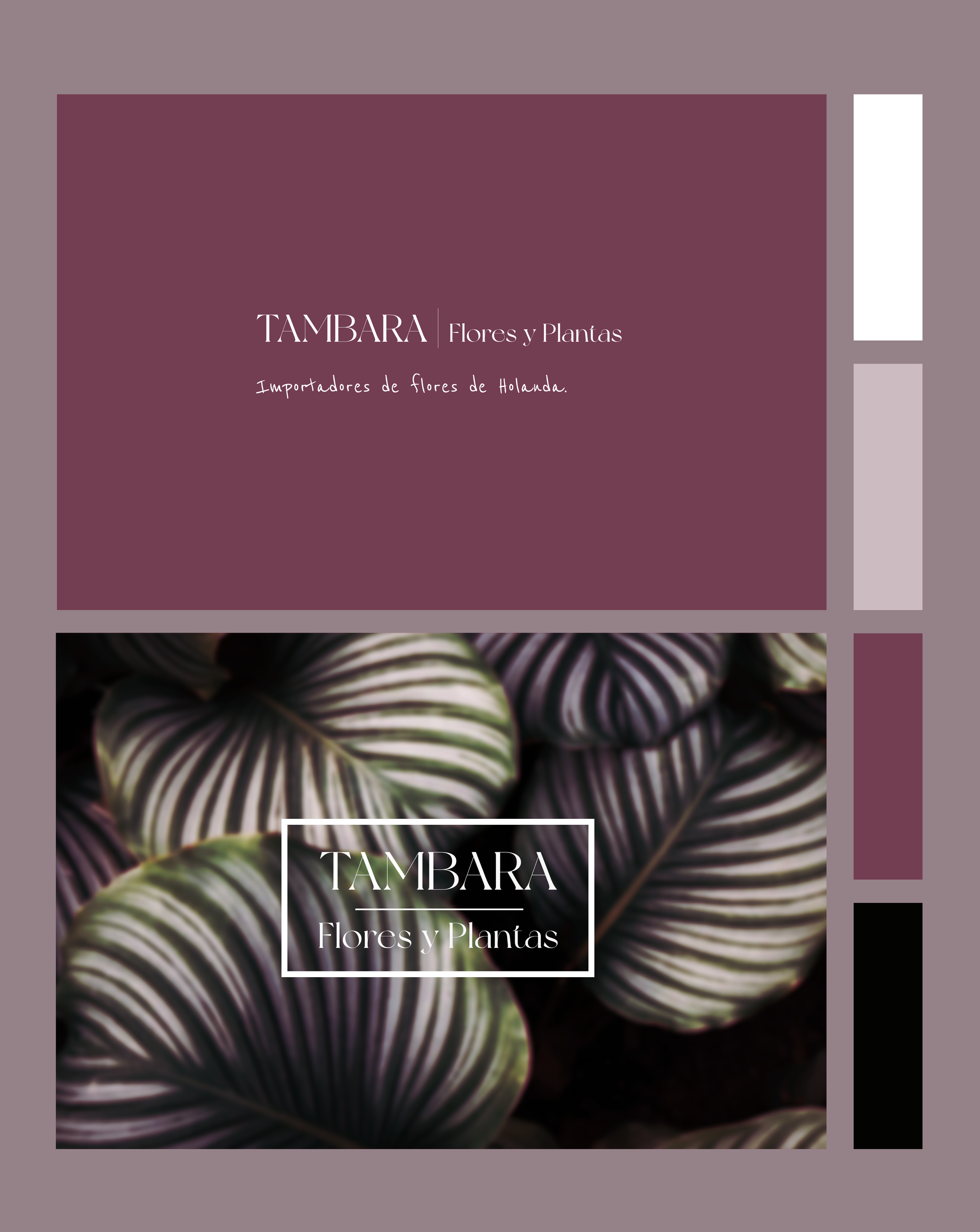 Tambara store logo studio and color palette