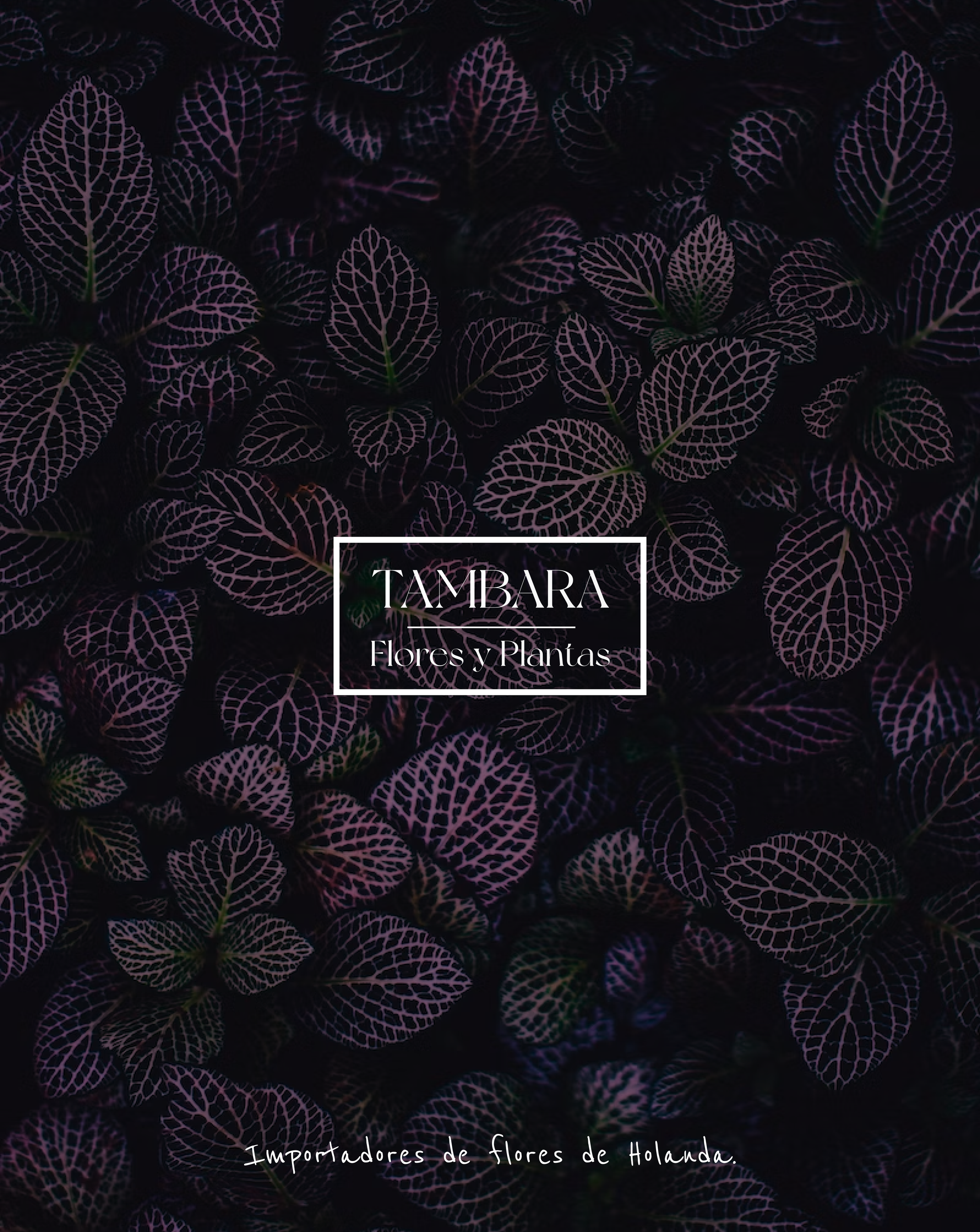 Tambara store lifestyle logo application