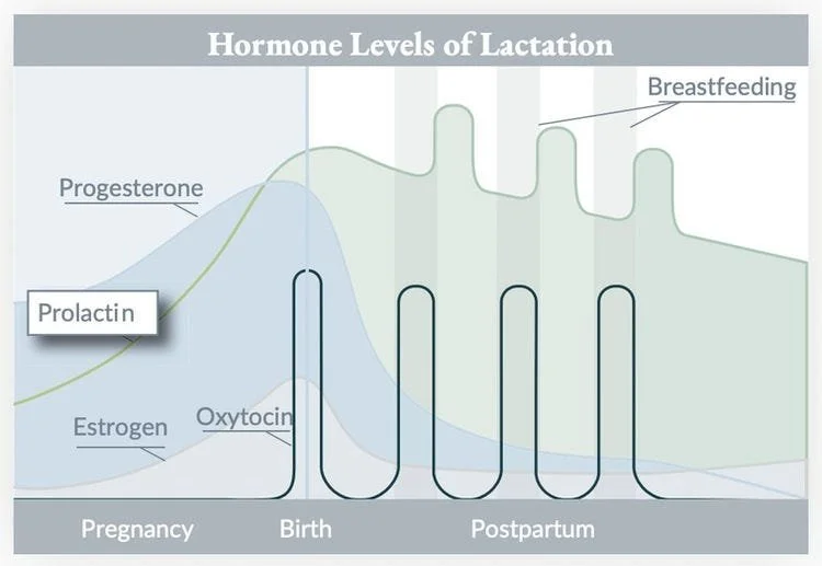 gabapentin during lactation gabapentin during lactation