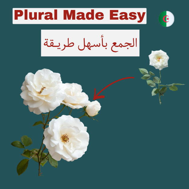 Algerian Arabic Plural: The Easy Way
