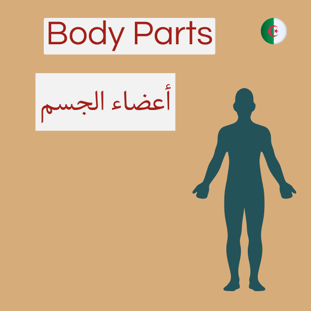 Body Parts in Algerian Arabic