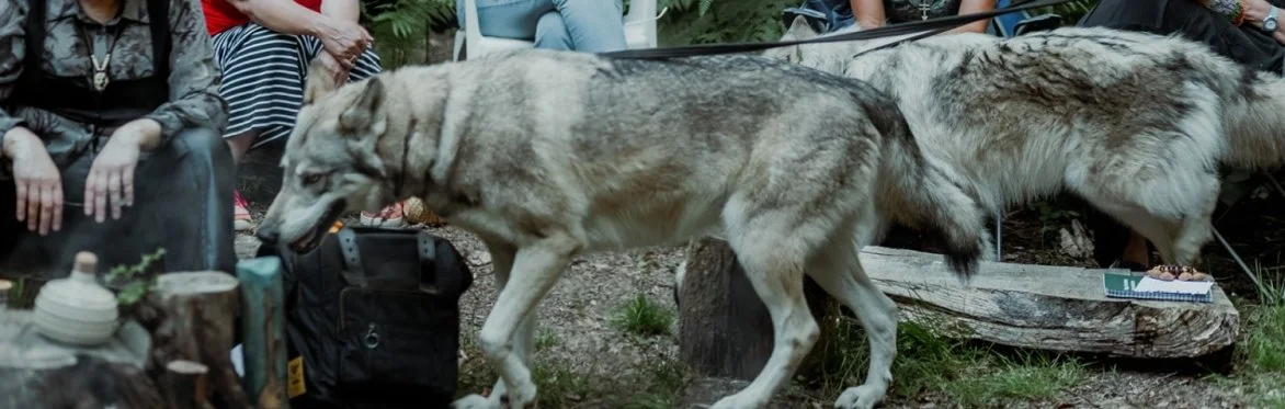 wolves at summer solstice celebration