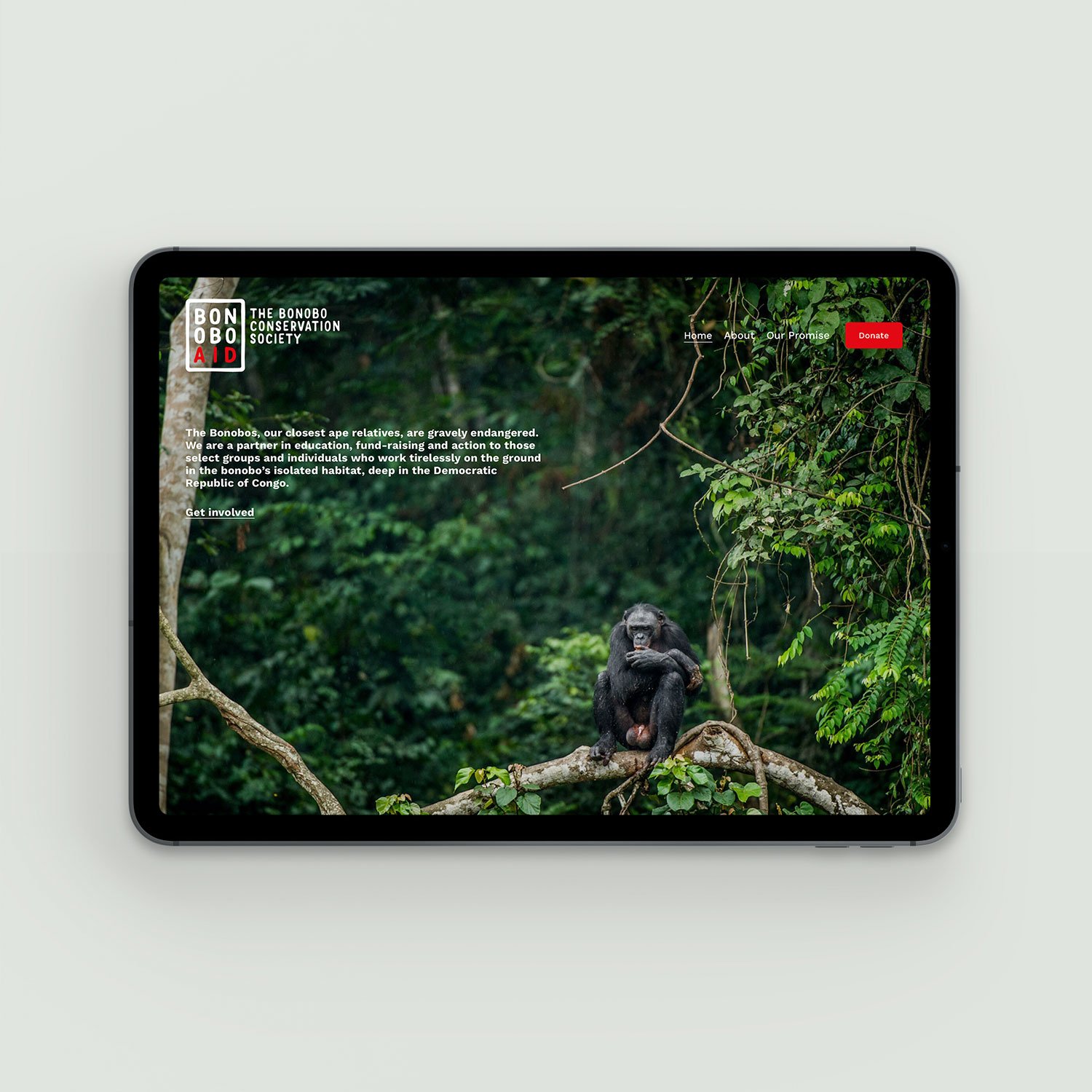 bonobo-aid-website-amsterdam-1.jpg