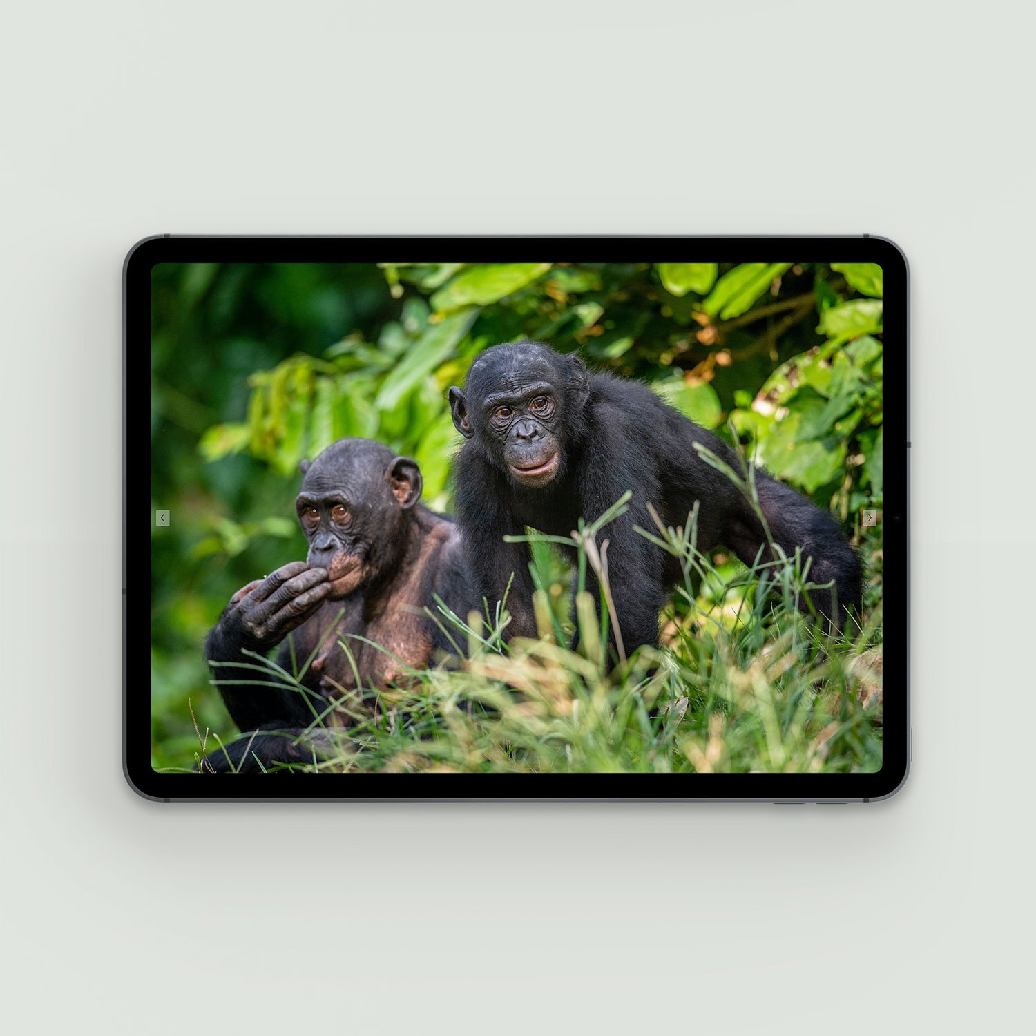 bonobo-aid-website-amsterdam-3.jpg