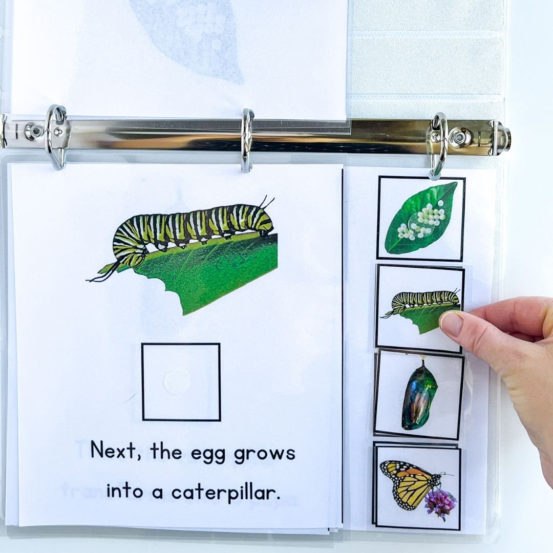 Hands-on life cycle activities for special education