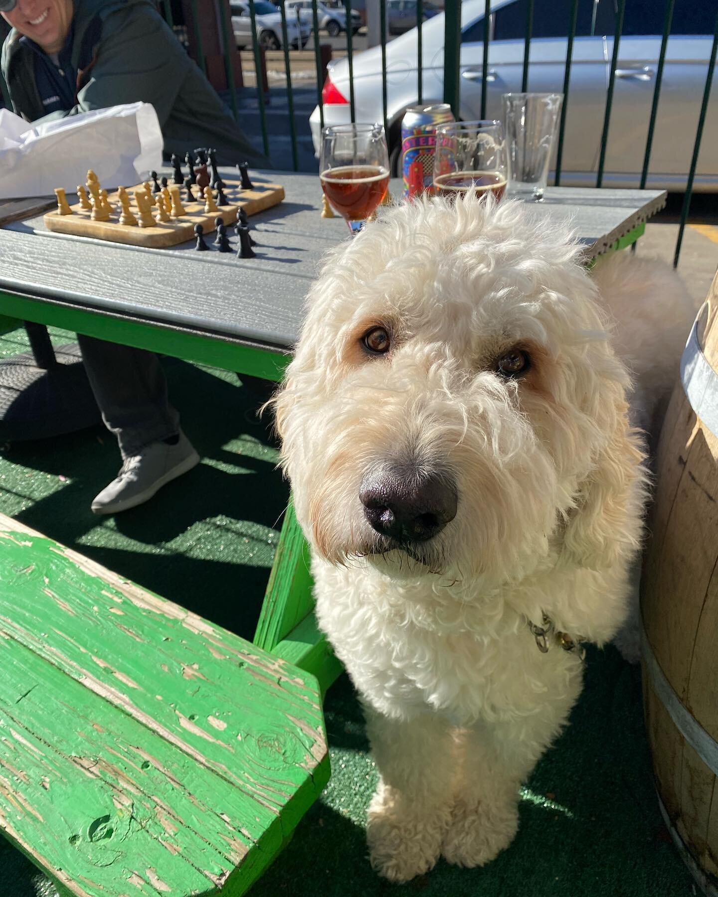 It&rsquo;s perfect weather for our dog-friendly patio!

#spangalangbrewery
