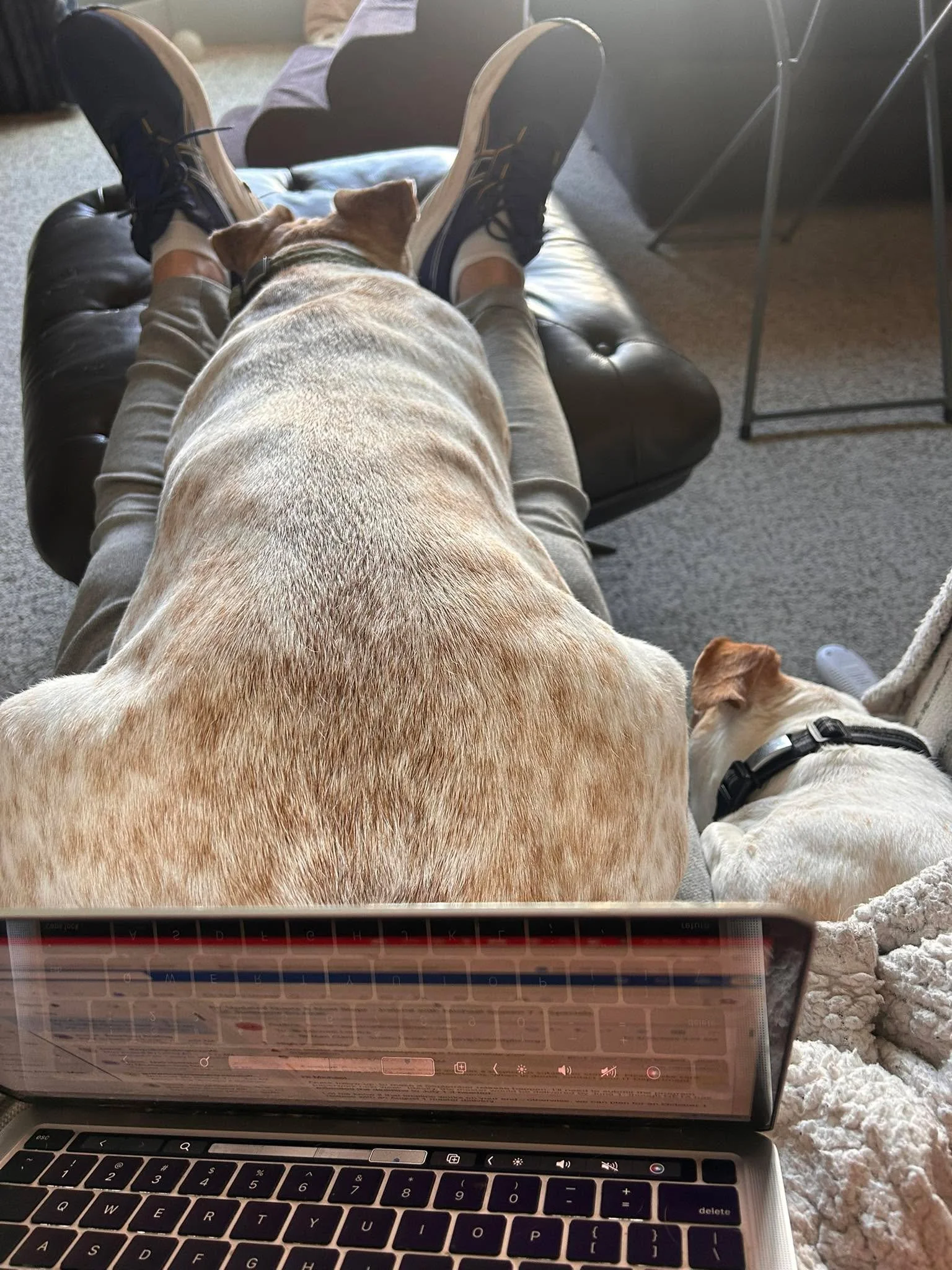 &ldquo;work from home&rdquo;, they said. &ldquo;you&rsquo;ll get more done&rdquo;they said.