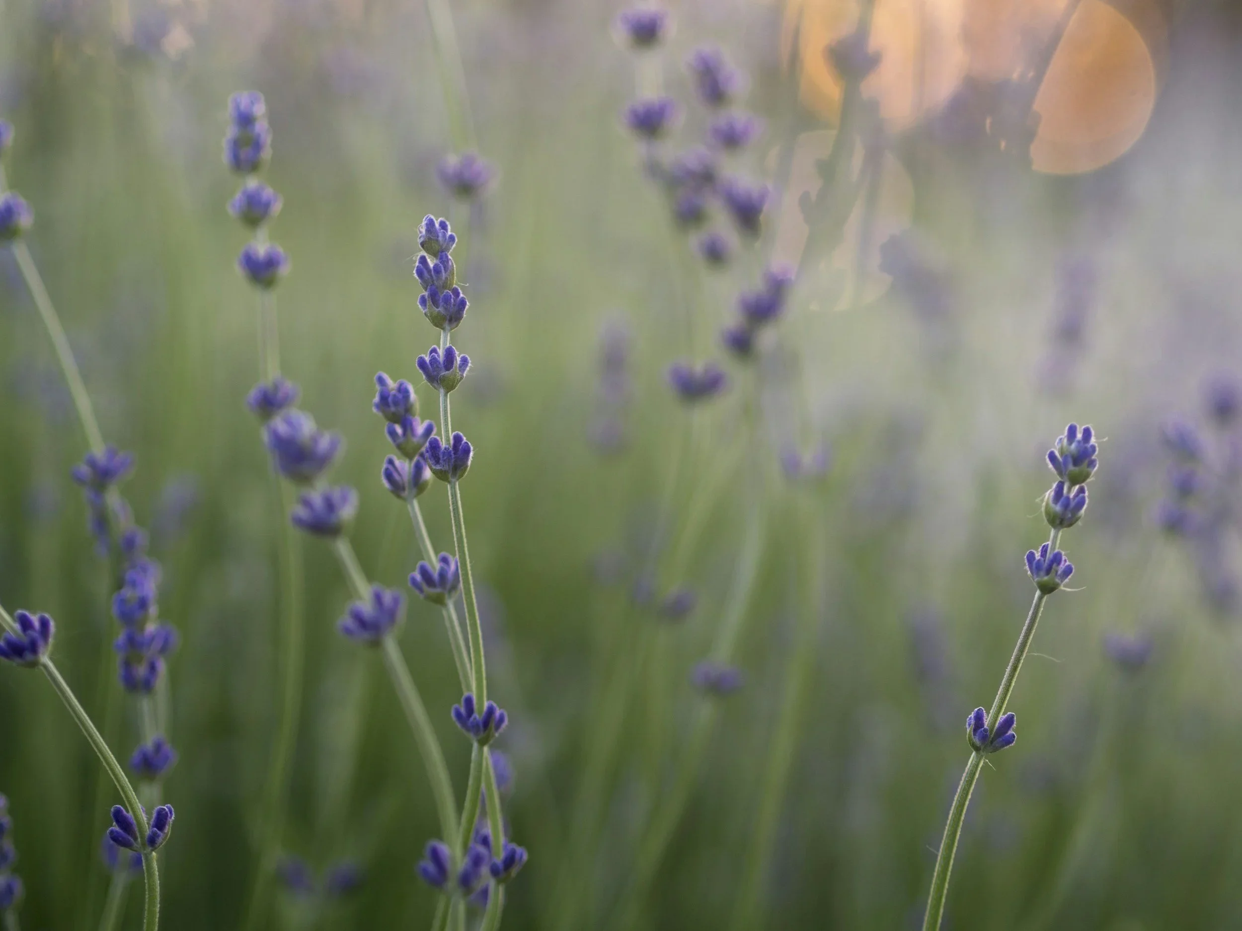 Breathe Easy: The Magic of Lavender & Eucalyptus Aromatics