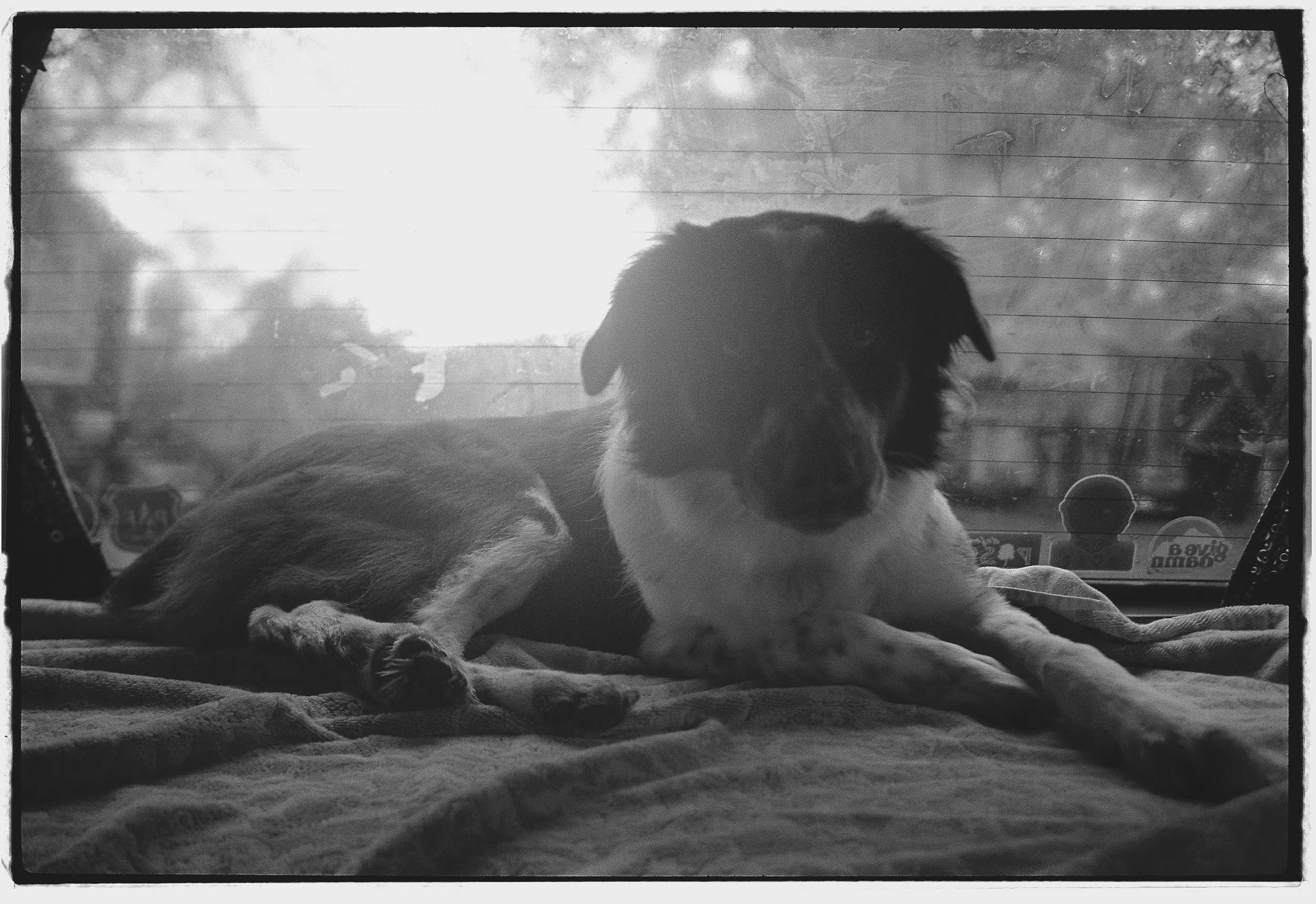 teachingthedogto_bite-36.jpg