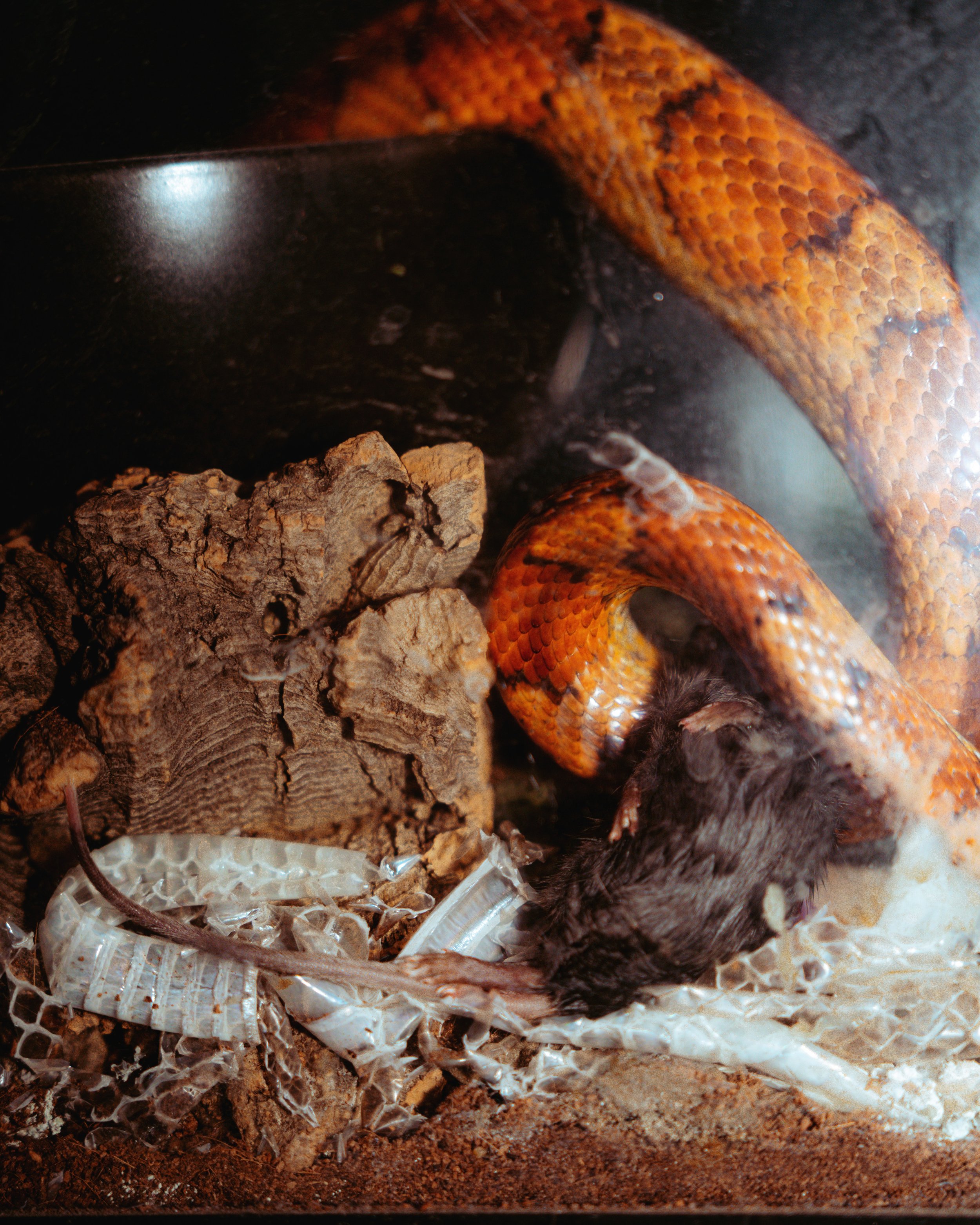 SNAKE2.jpg