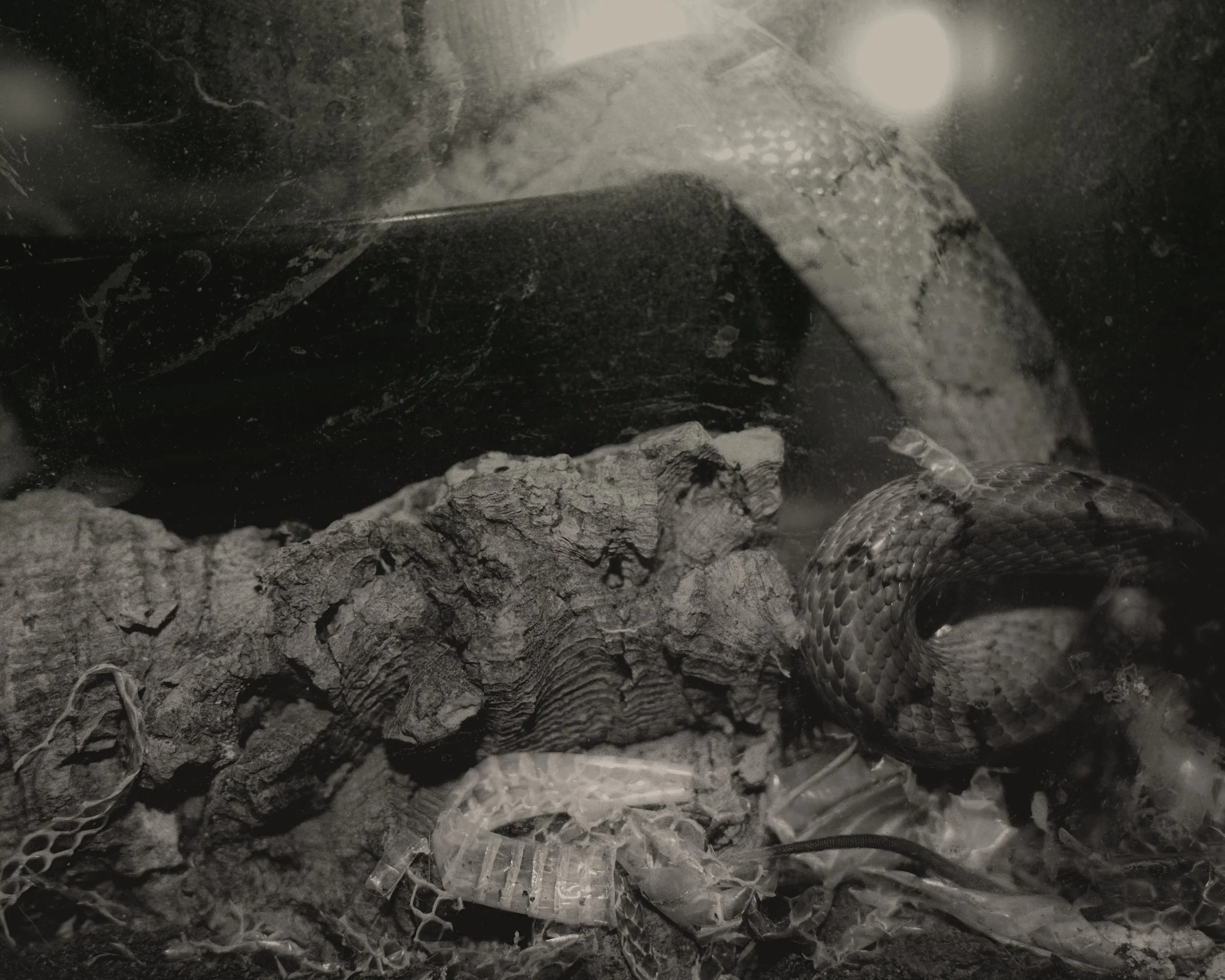 SNAKEBW.jpg