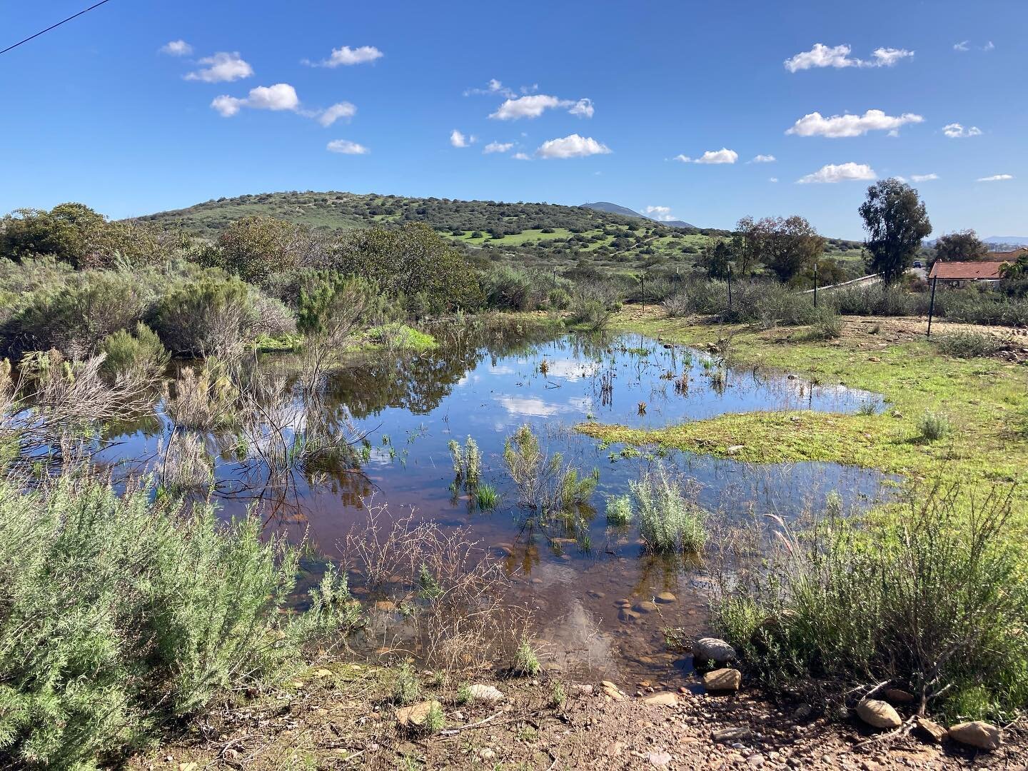 Some &ldquo;wintry&rdquo; landscapes from the field this month ☺️ On the coast, water is flowing, ponds and lakes are filling; to the east, desert sands and skies are glowing 😍 #californialove  #socal #vernalpools #sandunes #desertscrub #desertlife 