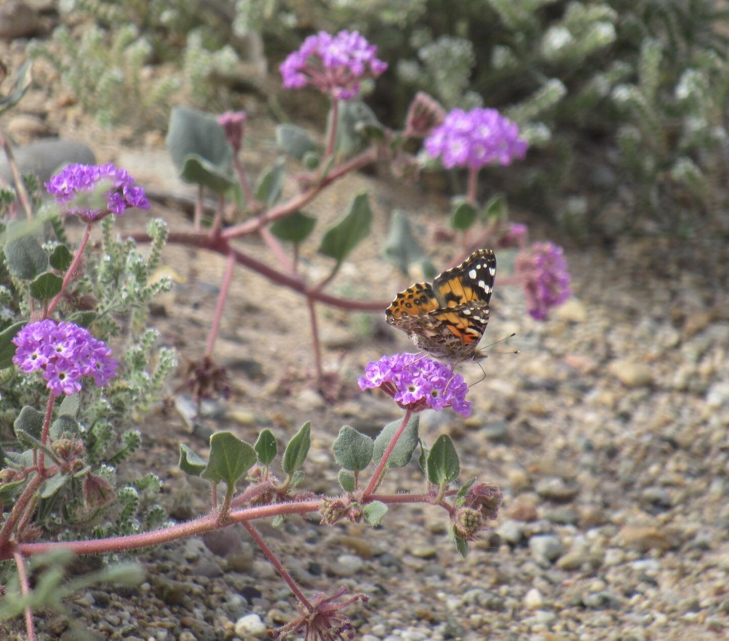 Scenes from burrowing owl surveys in Holtville, CA ☀️ Pictured: painted lady on desert sand verbena, burrowing owl pair posing, and round-tailed ground squirrel excavating a burrow #paintedladybutterfly #butterflies #burrowingowl #owl #owls #roundtai