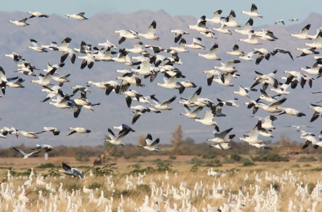 Geese-Rosss-Geese-and-4-Snows-in-flight-and-feeding-12-10_PKonrad-1024x675.jpeg