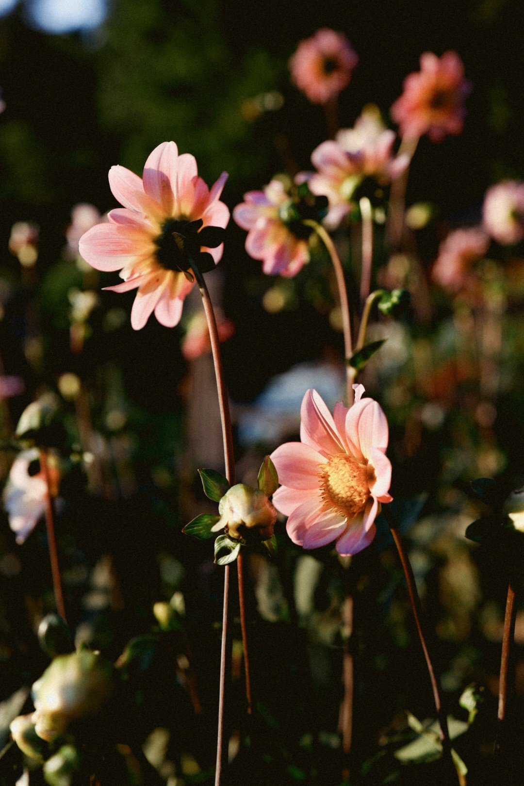 The Gift of Summer