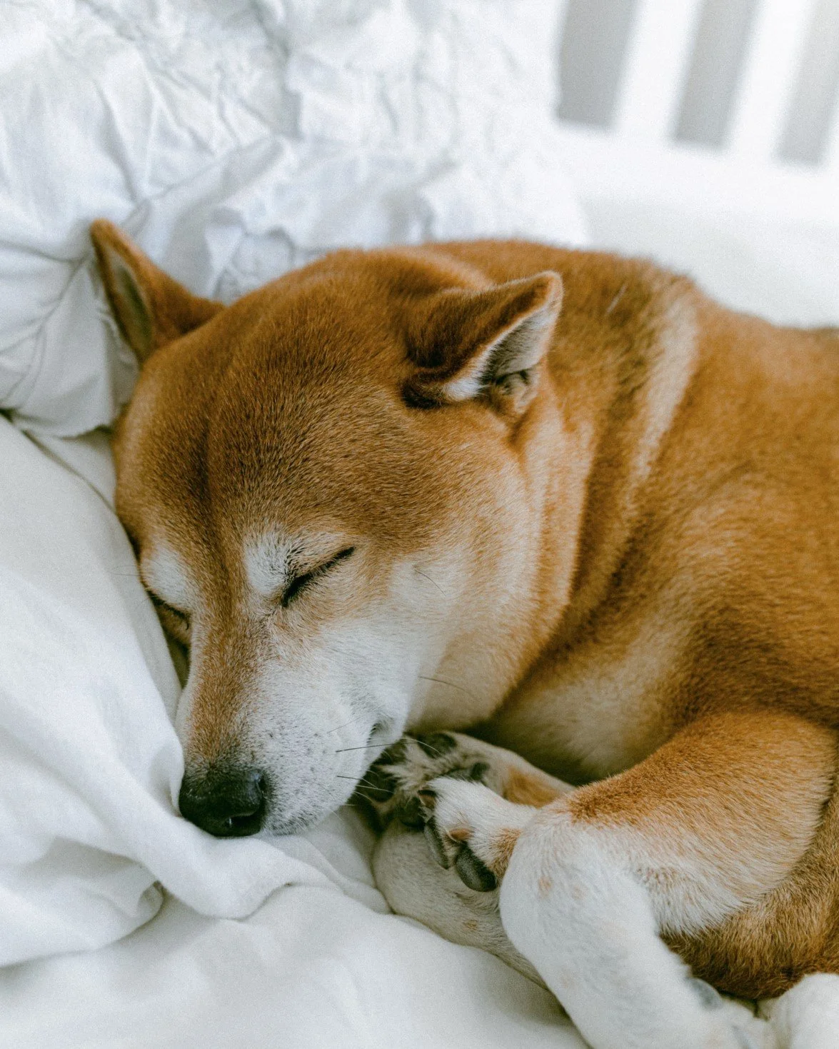 Sleep is Sacred 