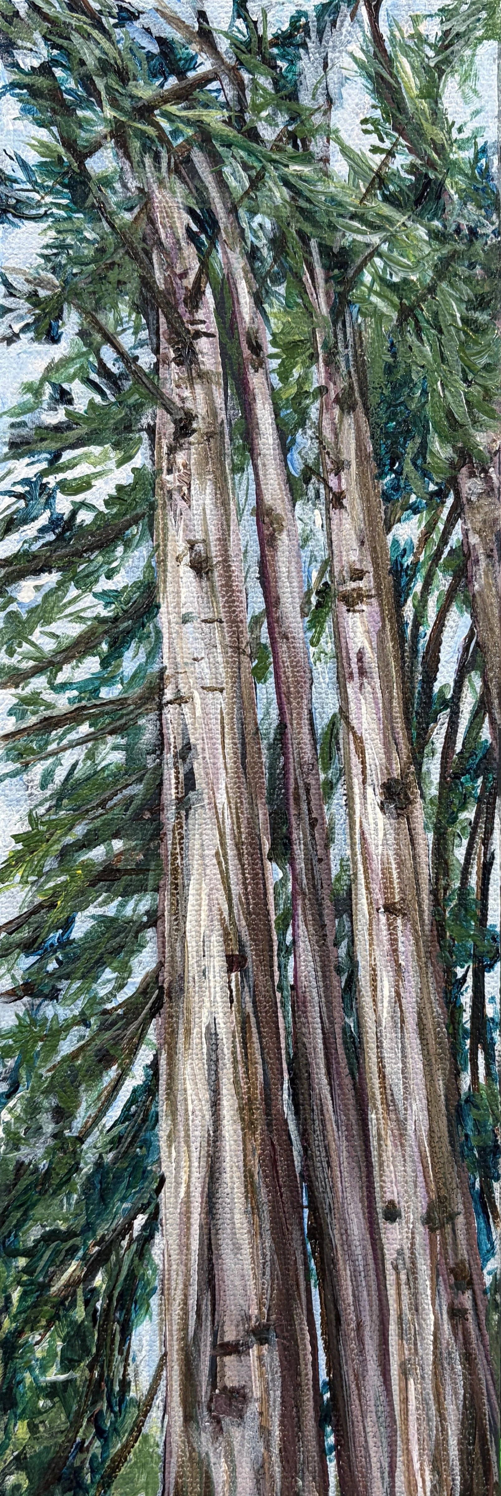Towering Redwoods