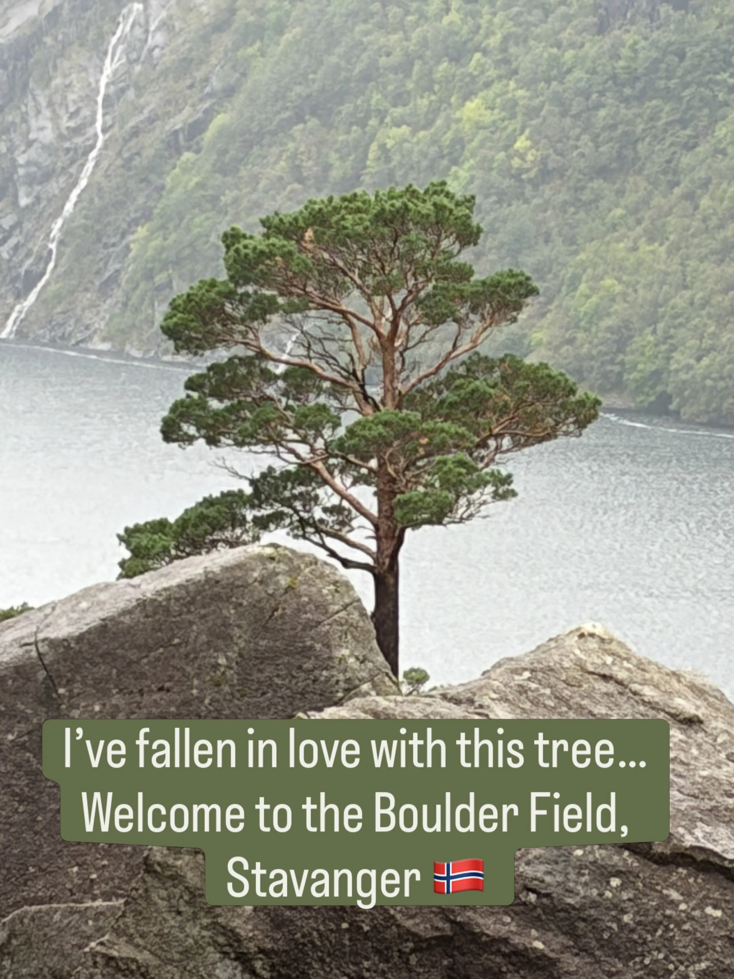 🪨🪾🛘 Oh&hellip; my eyes welled up at the sheer beauty of this site.
The rain held off (well, mostly) while I snapped soooo many photos of this proud strong tree in this wild landscape. 
The boulder field was created 15000 years ago as one side of t