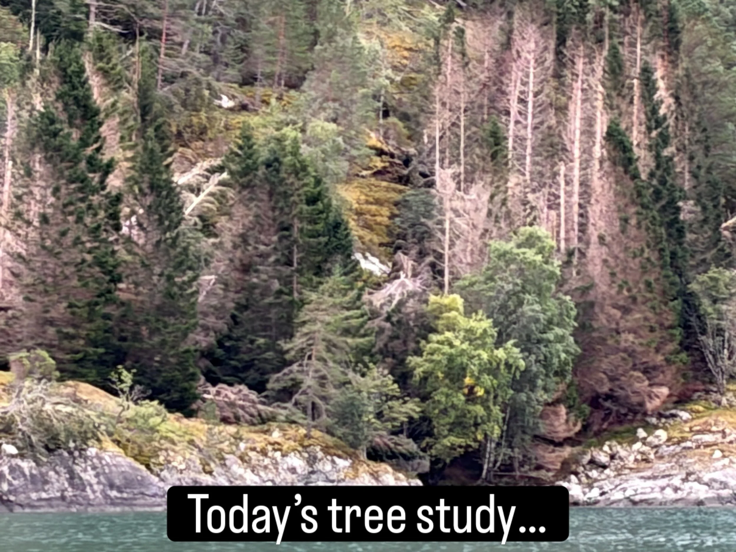 🌲🌲🌲Hello from Skjolden, Norway - located at the end of the Sognefjord, the world&rsquo;s longest fjord (200km!).
Today&rsquo;s tree study features this interesting group of evergreens that are holding onto life with one green side.
They&rsquo;re s