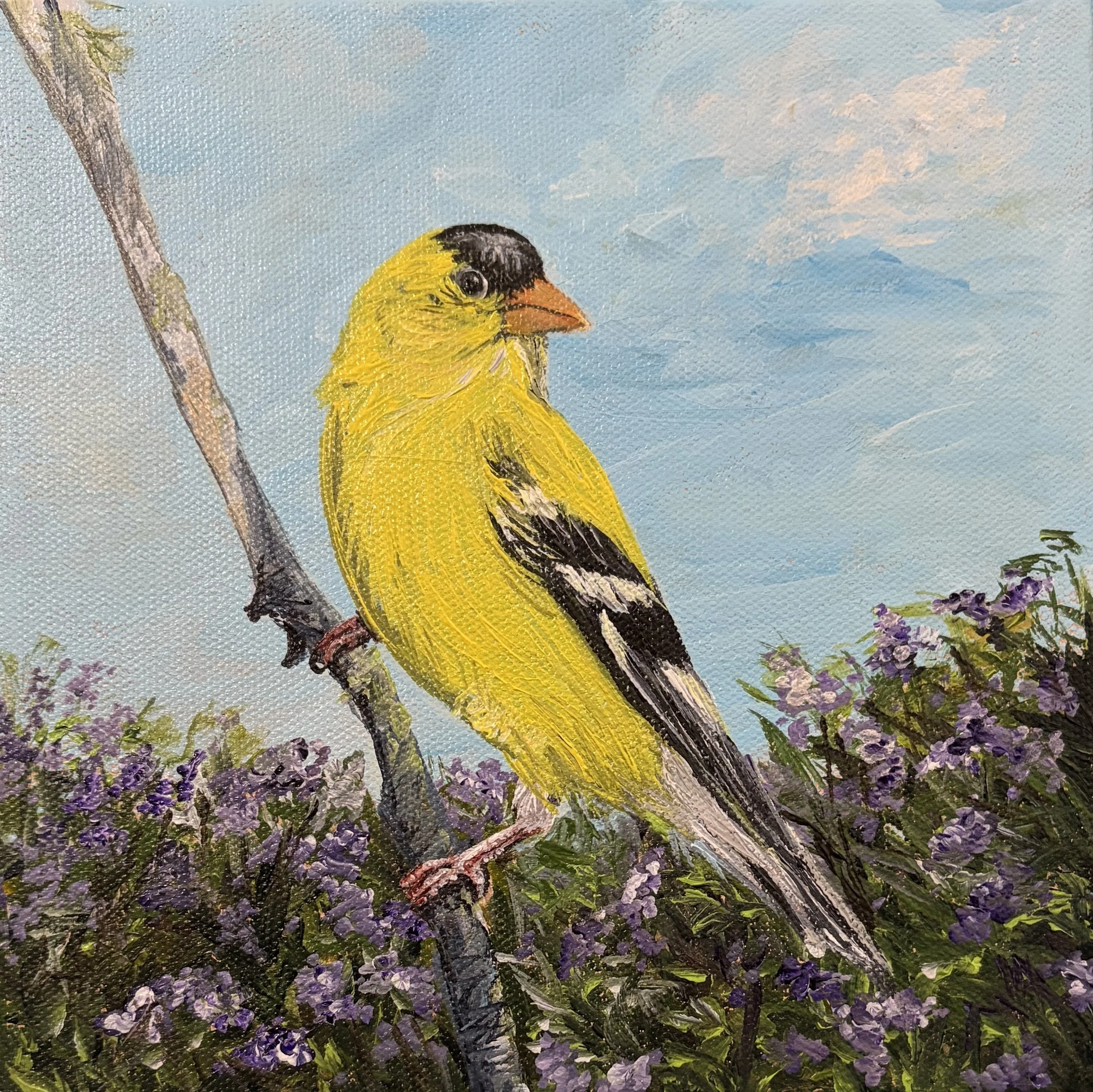 Gentle Goldfinch.jpg