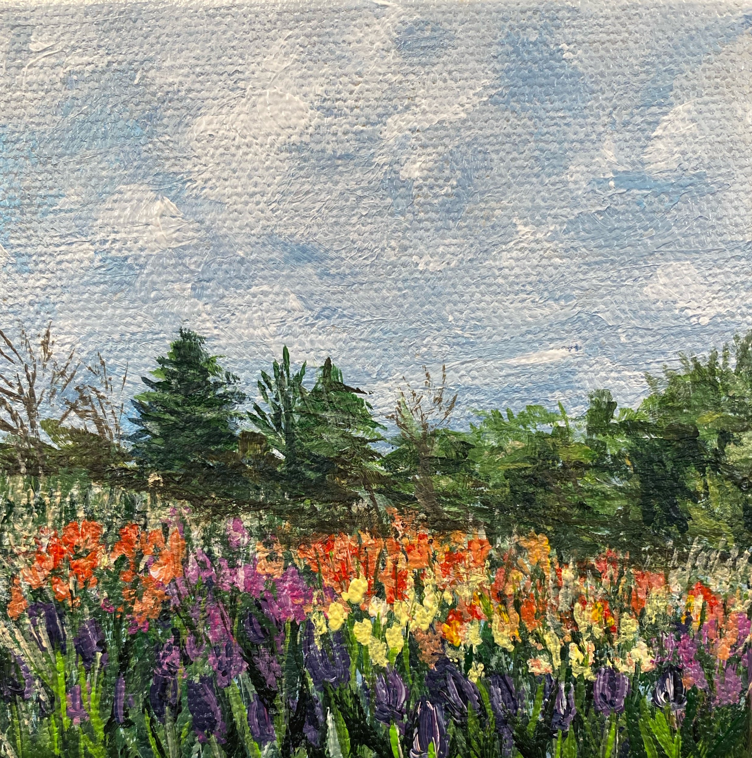 All Those Tulips
