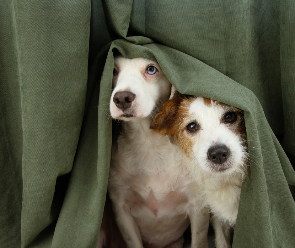 Fireworks - Signs of Stress in Pets