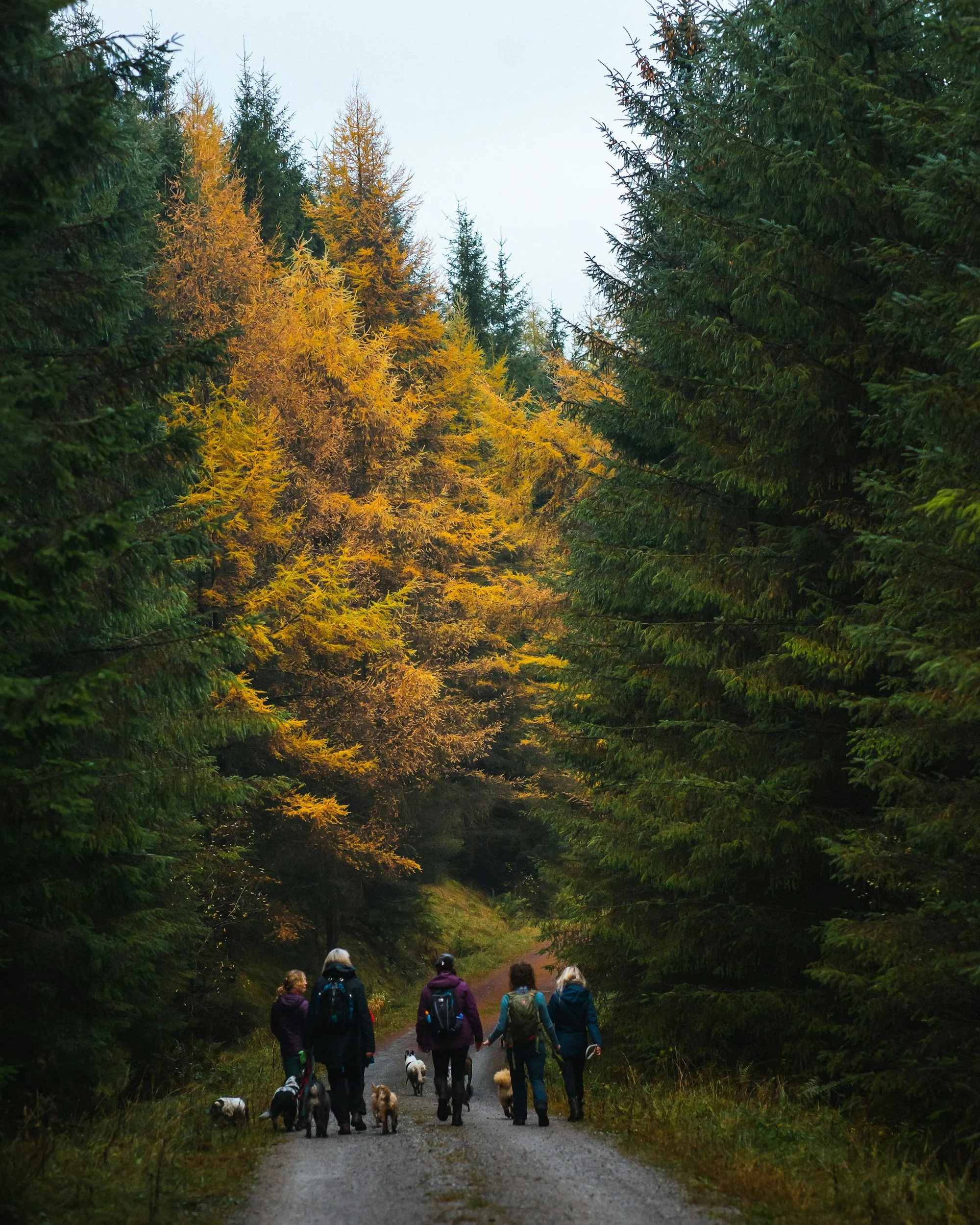 Autumn & Winter Hazards: Keep Your Pets Safe!