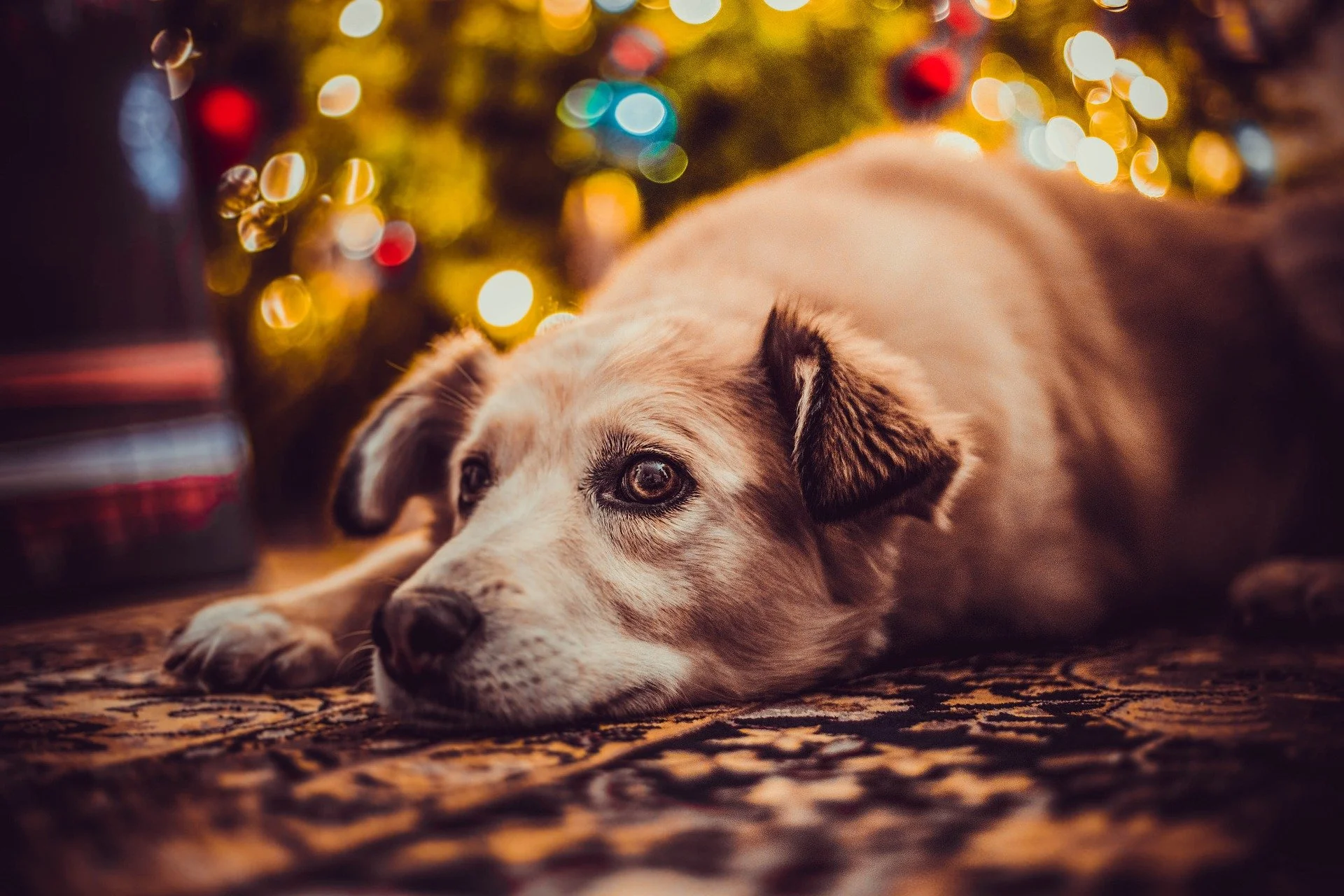 Keep Mince Pies Out of Paws’ Reach This Christmas! 🎄🐾