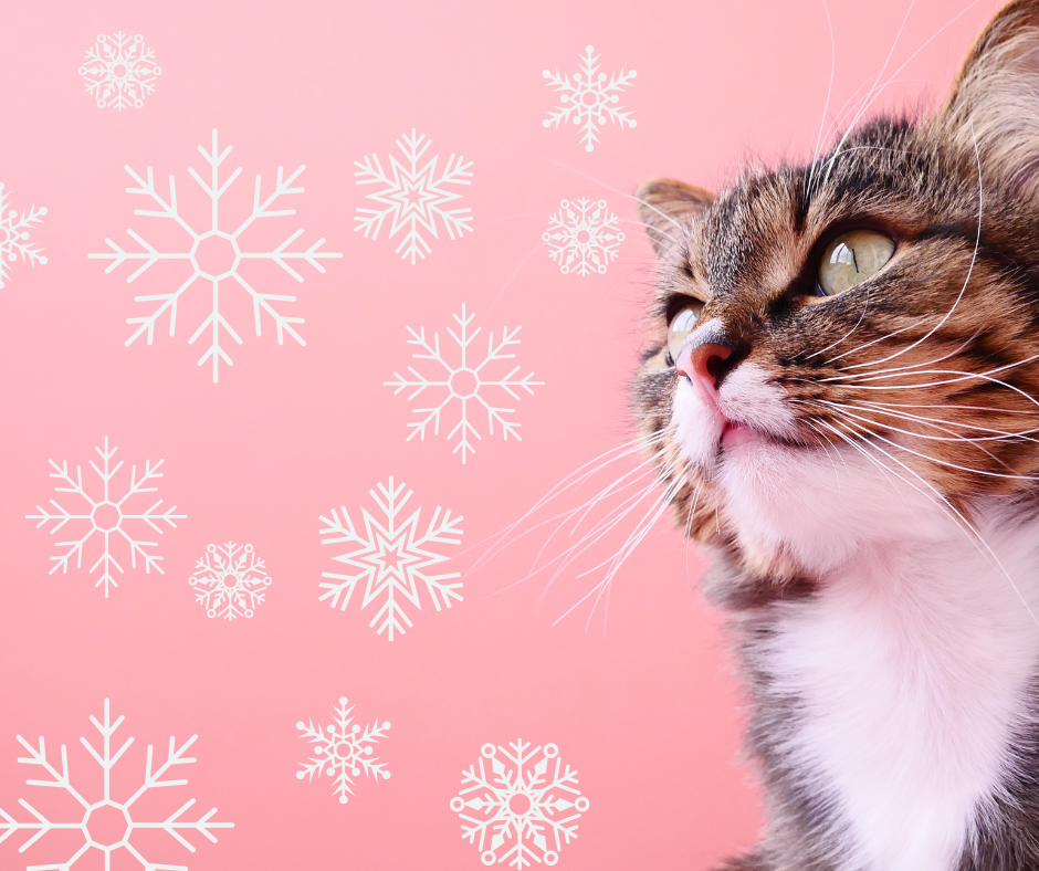 Why It’s So Important to Keep Your Pet’s Microchip Details Up to Date 🐾