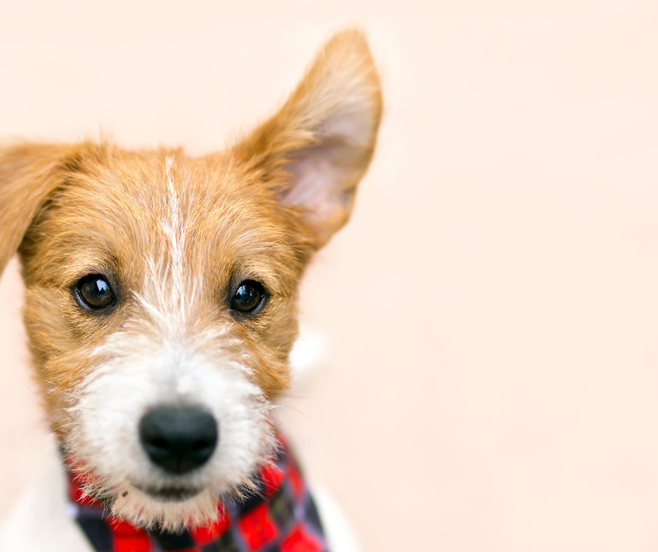 A Quick Update on Registrations at Low Waters