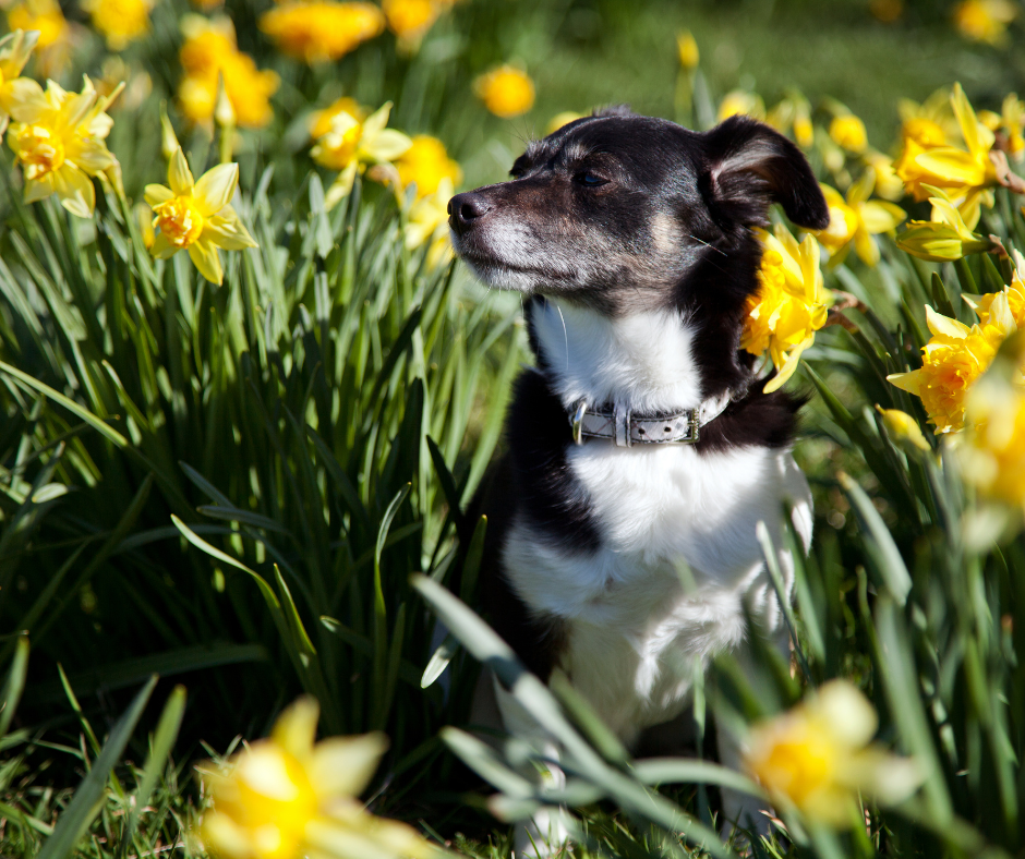 🐾 Spring Parasite Alert: Fleas, Ticks, Lungworm &amp; How to Keep Your Pet Protected
