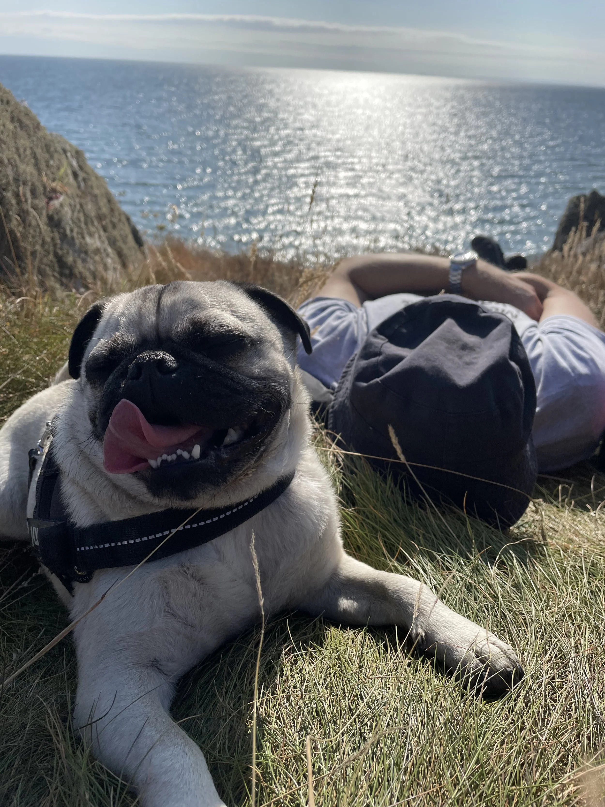May Bank Holidays: Opening Hours &amp; Keeping Your Pet Safe 