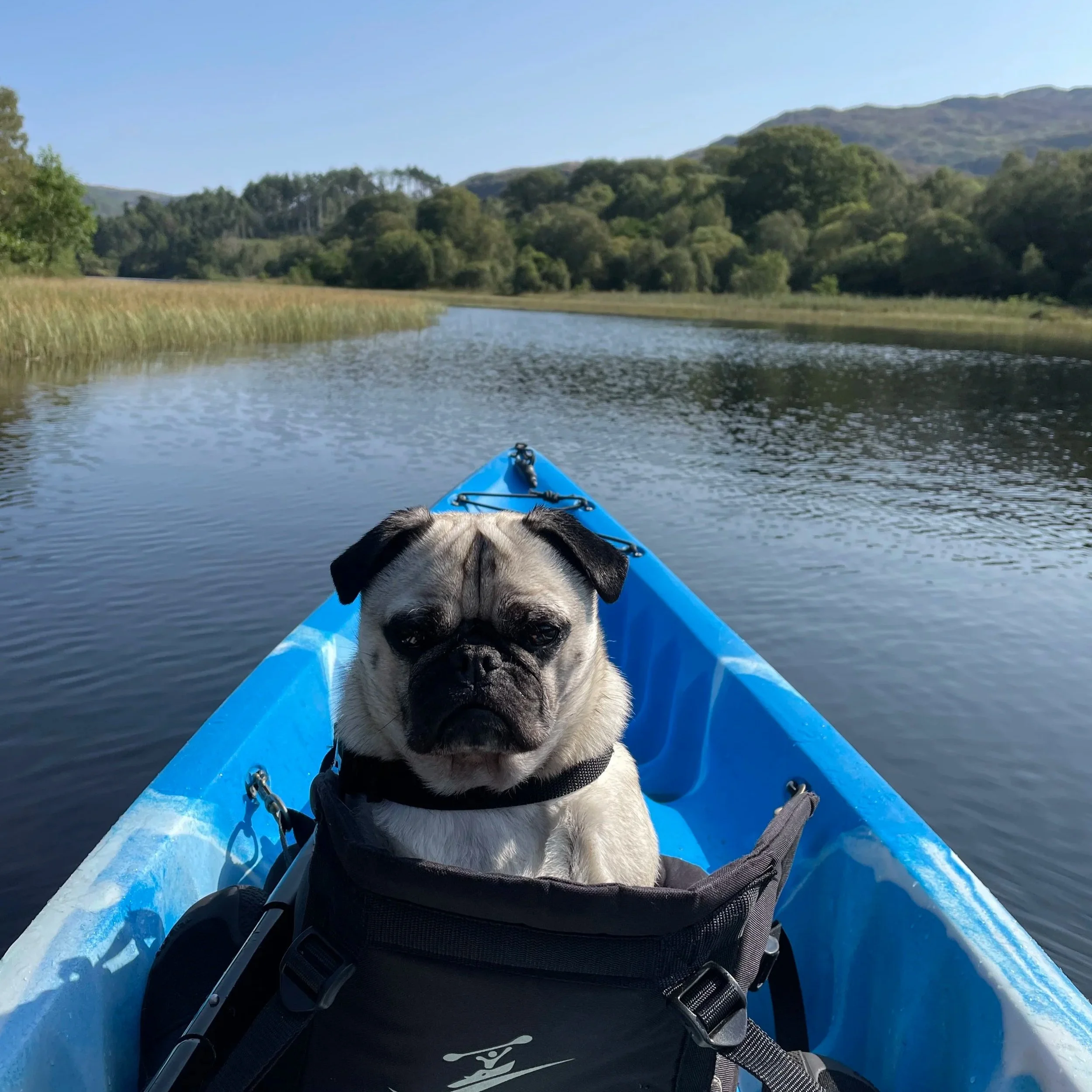 Flea Treatments in the News: Counterfeit Meds, River Pollution, and Keeping Your Pets Safe