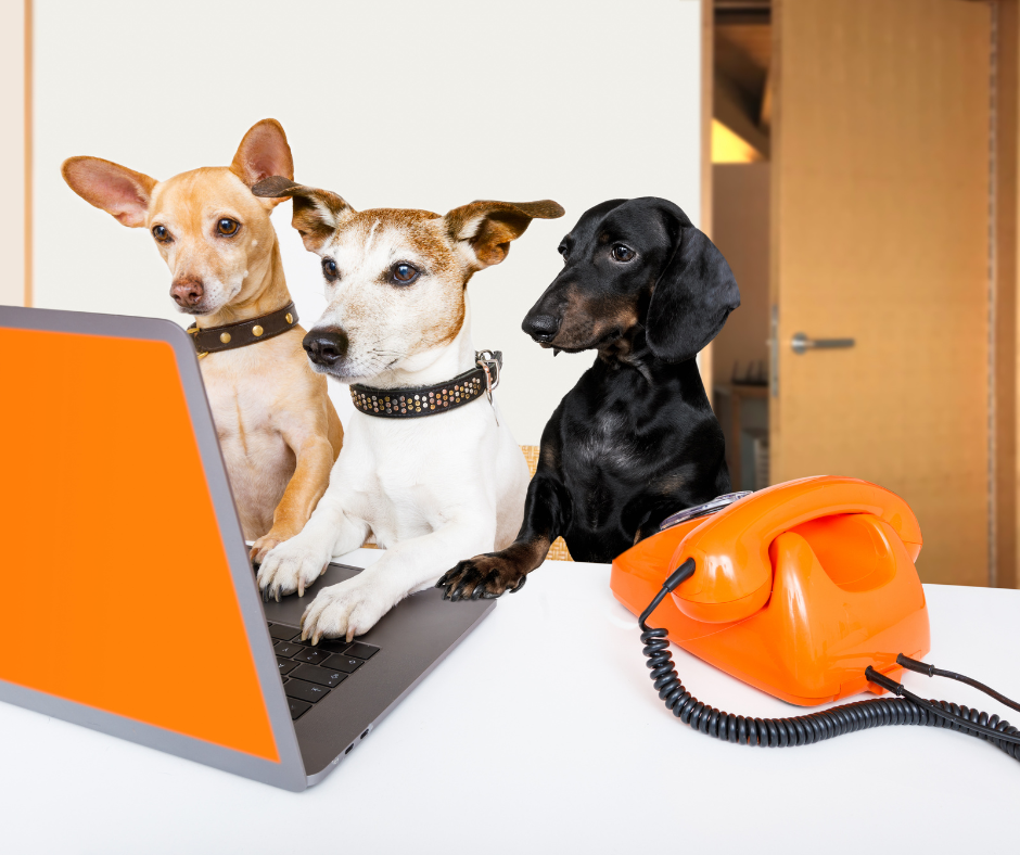 We’re Re-Opening Our Registration List at Low Waters🐾