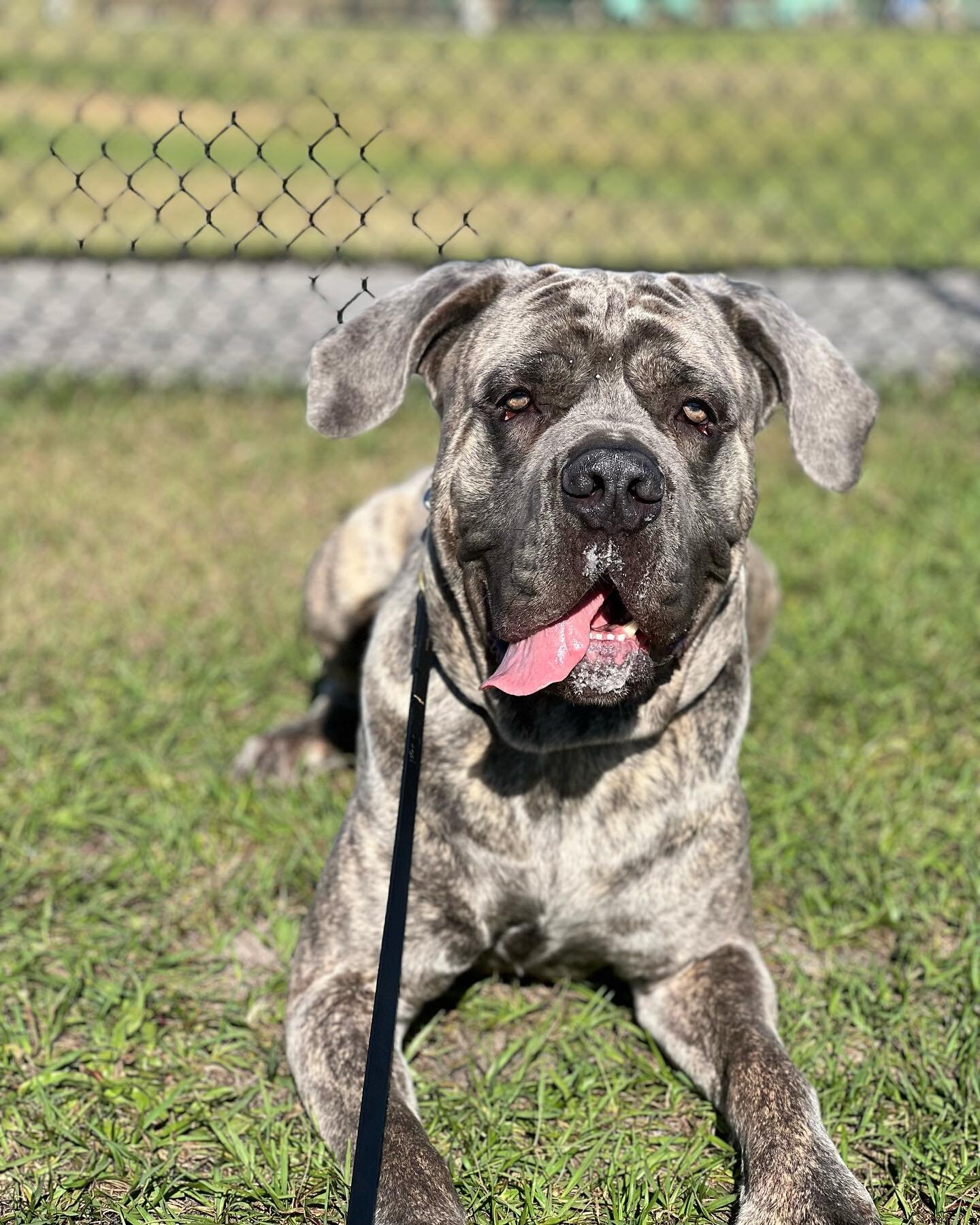 Blayze has been with us just over two weeks and it&rsquo;s been a ride! 🎢

When a Cane Corso comes in with reactivity issues it is so important to get that in check IMMEDIATELY and then the &ldquo;basic obedience &ldquo; program can begin. The breed