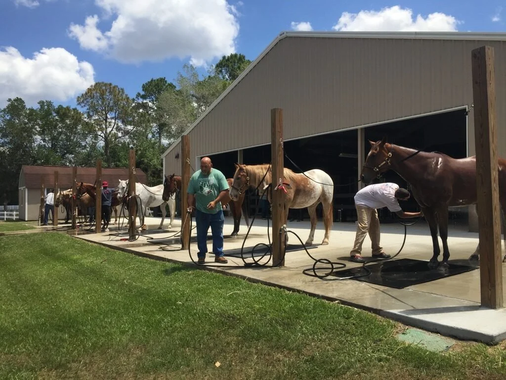 wash-horses.jpg