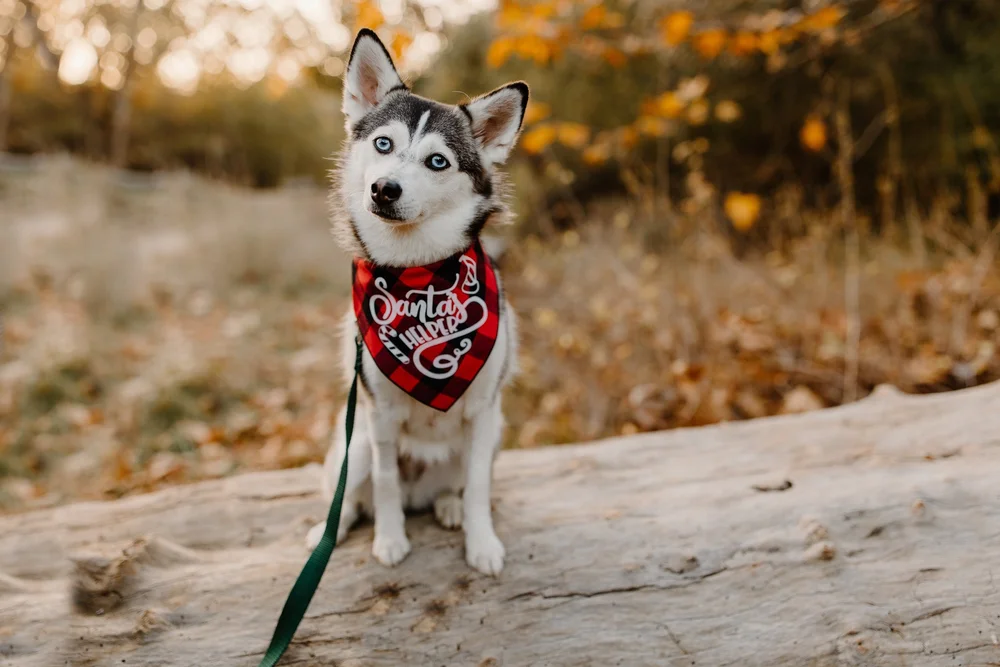 About — @sapphie_the_pomsky