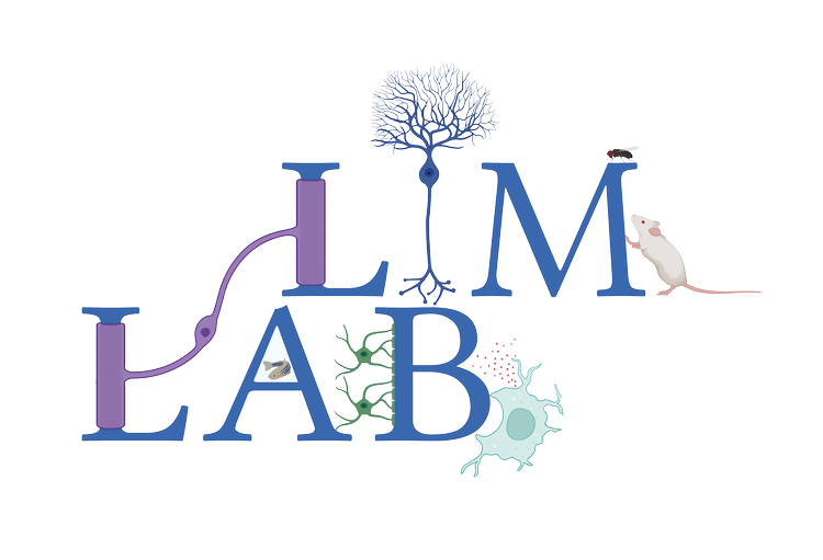 THE LIM LAB