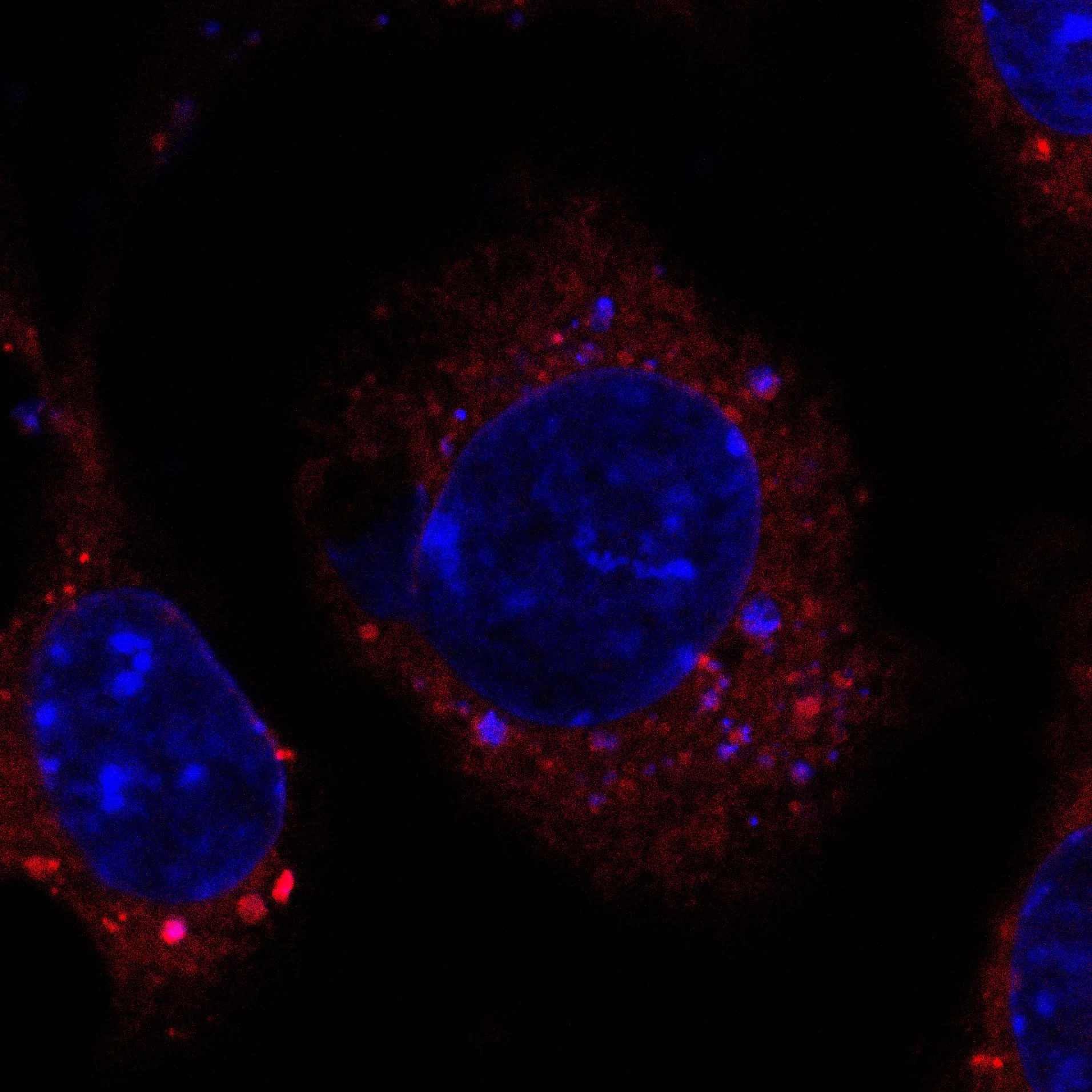 About — THE LIM LAB