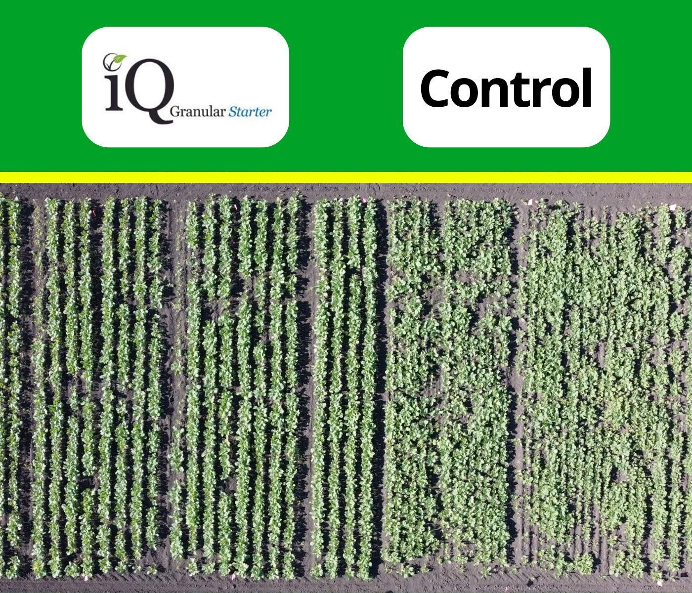 Sometimes a birds-eye-view is the best way to see the impact on a trial! 🦅👀

This field was planted using iQ Granular Starter on the left. It uses the best raw materials available and the result is a powerful fertilizer that feeds both the soil AND
