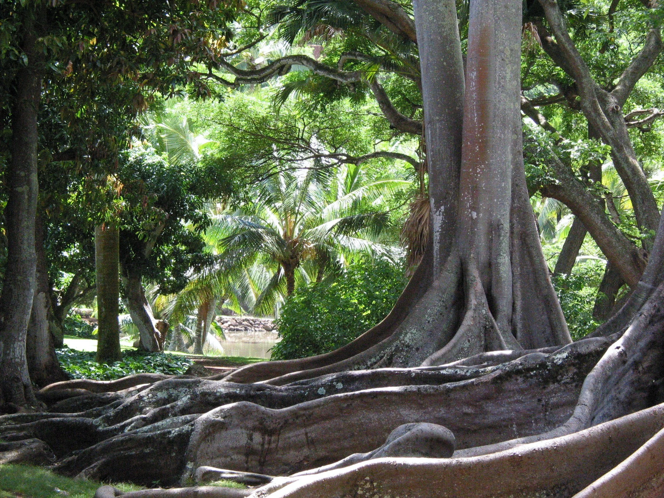 Moreton Bay fig trees