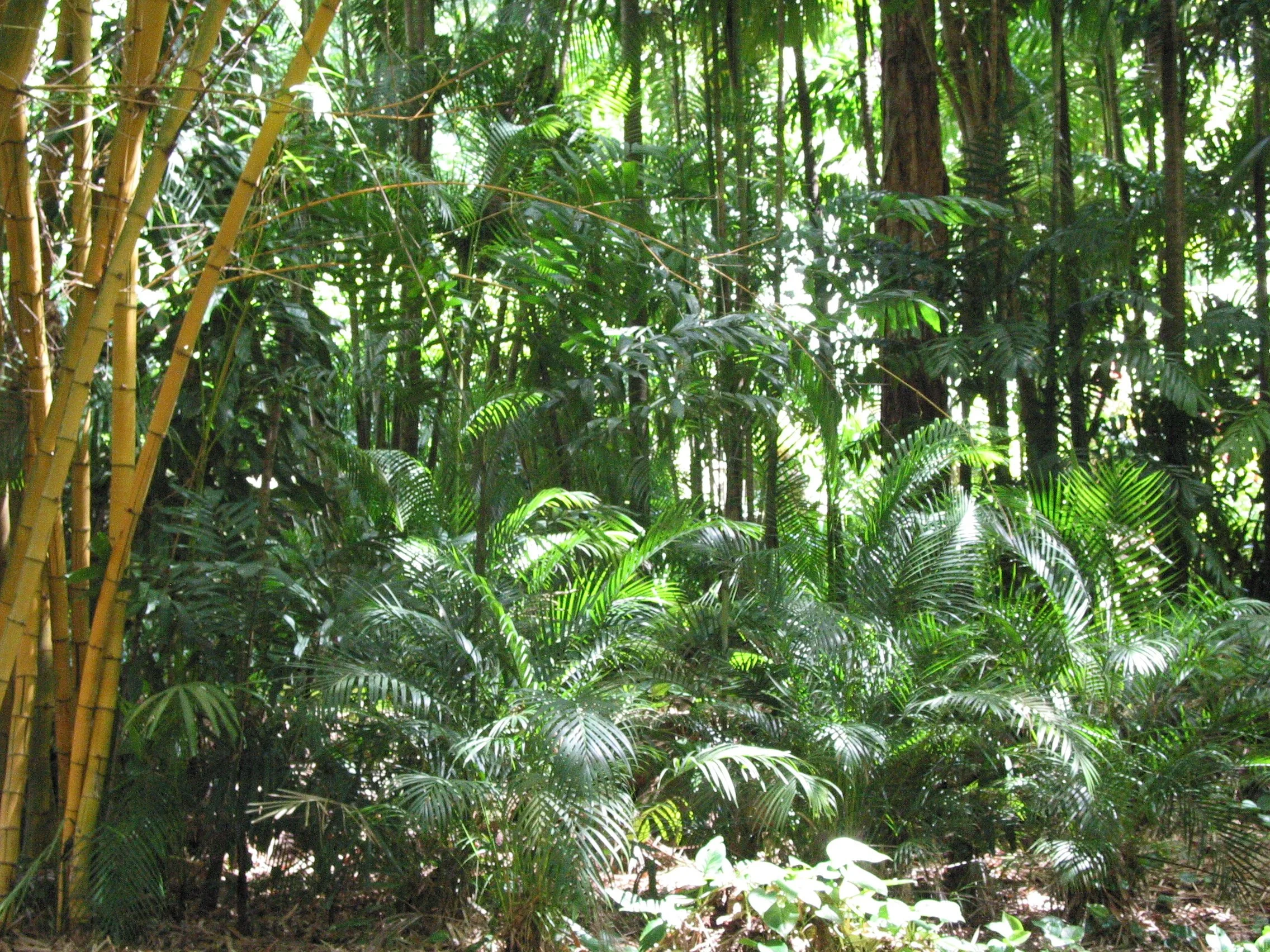 Allerton Garden – National Tropical Botanical Garden – Kauai, Hawaii 