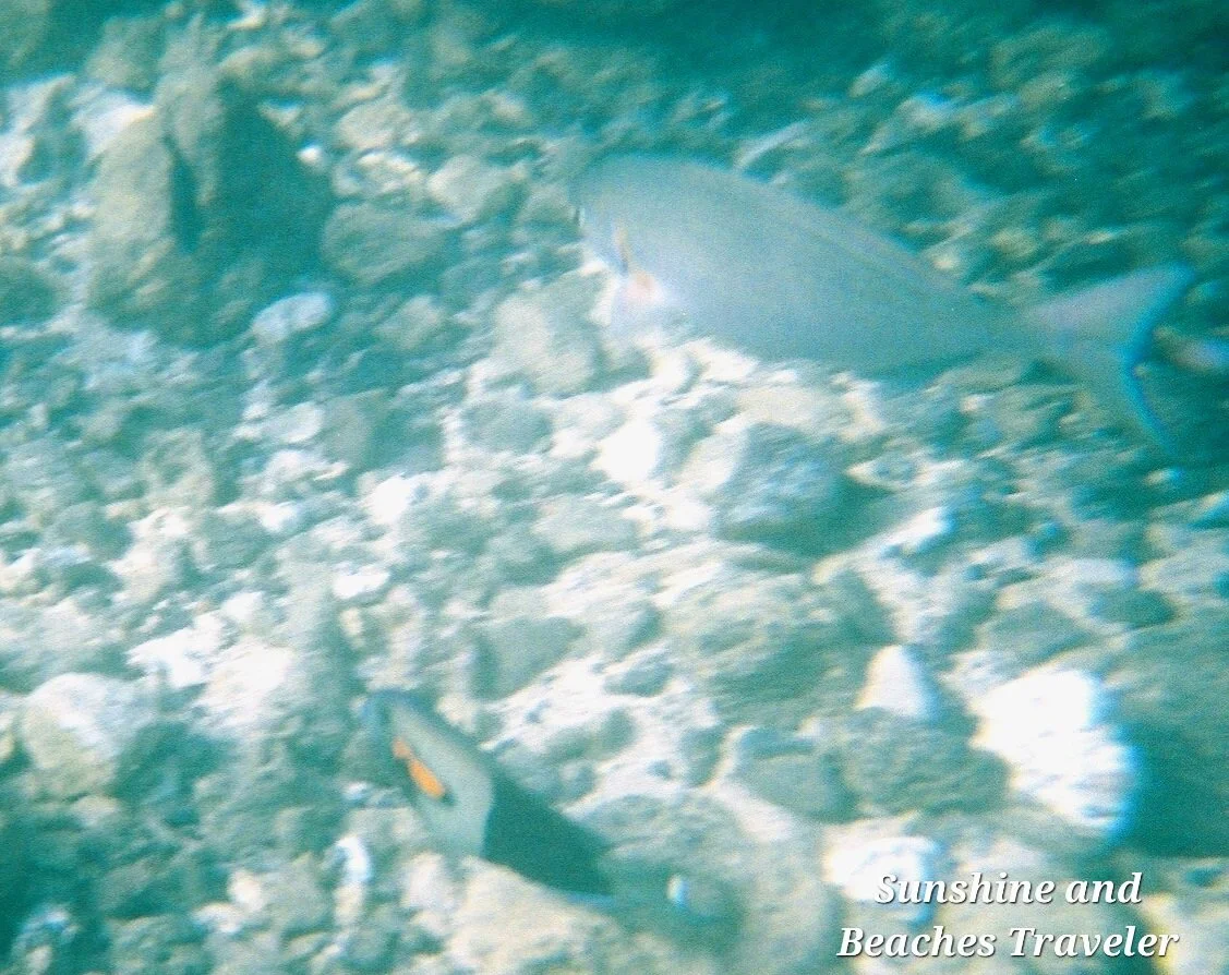 Snorkeling at Ke’e Beach, Ha’ena State Park, Kauai, Hawaii
