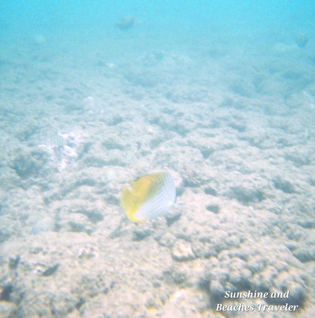 Snorkeling at Ke’e Beach, Ha’ena State Park, Kauai, Hawaii