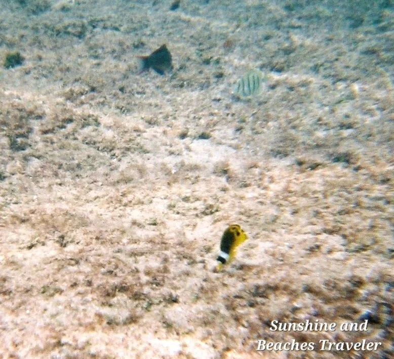 Snorkeling at Ke’e Beach, Ha’ena State Park, Kauai, Hawaii